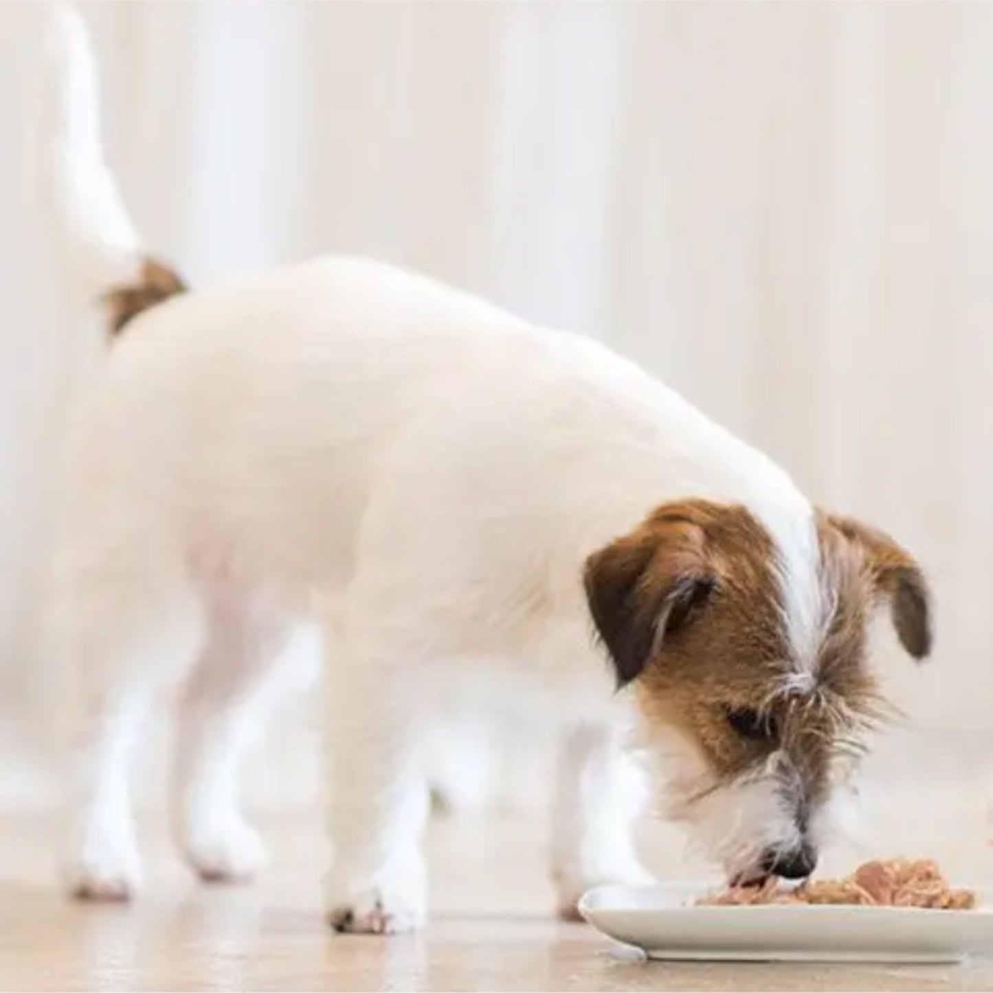 Schesir Dog Wet Food Chicken Fillets with Lamb 340G