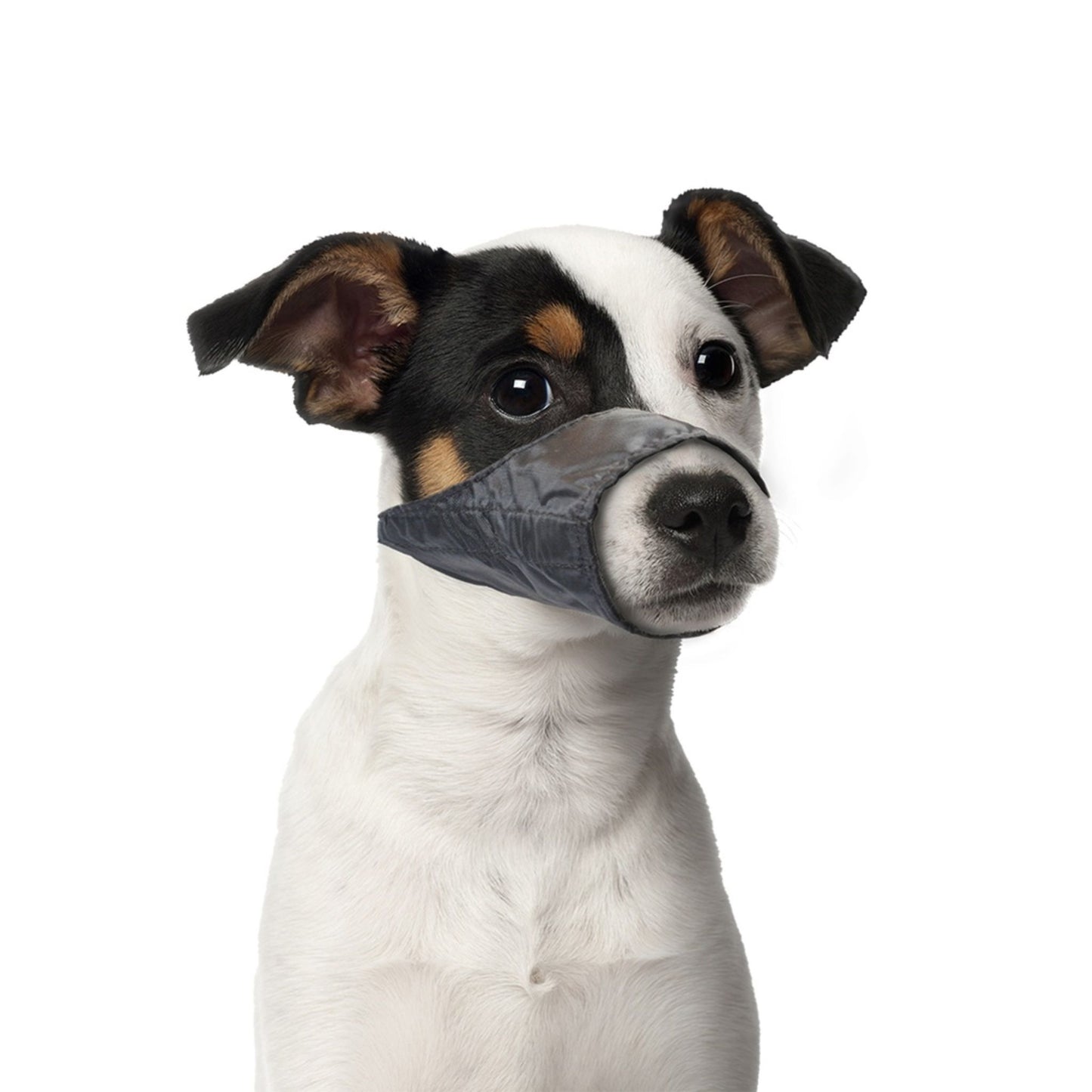 Dog wearing a gray muzzle on a white background