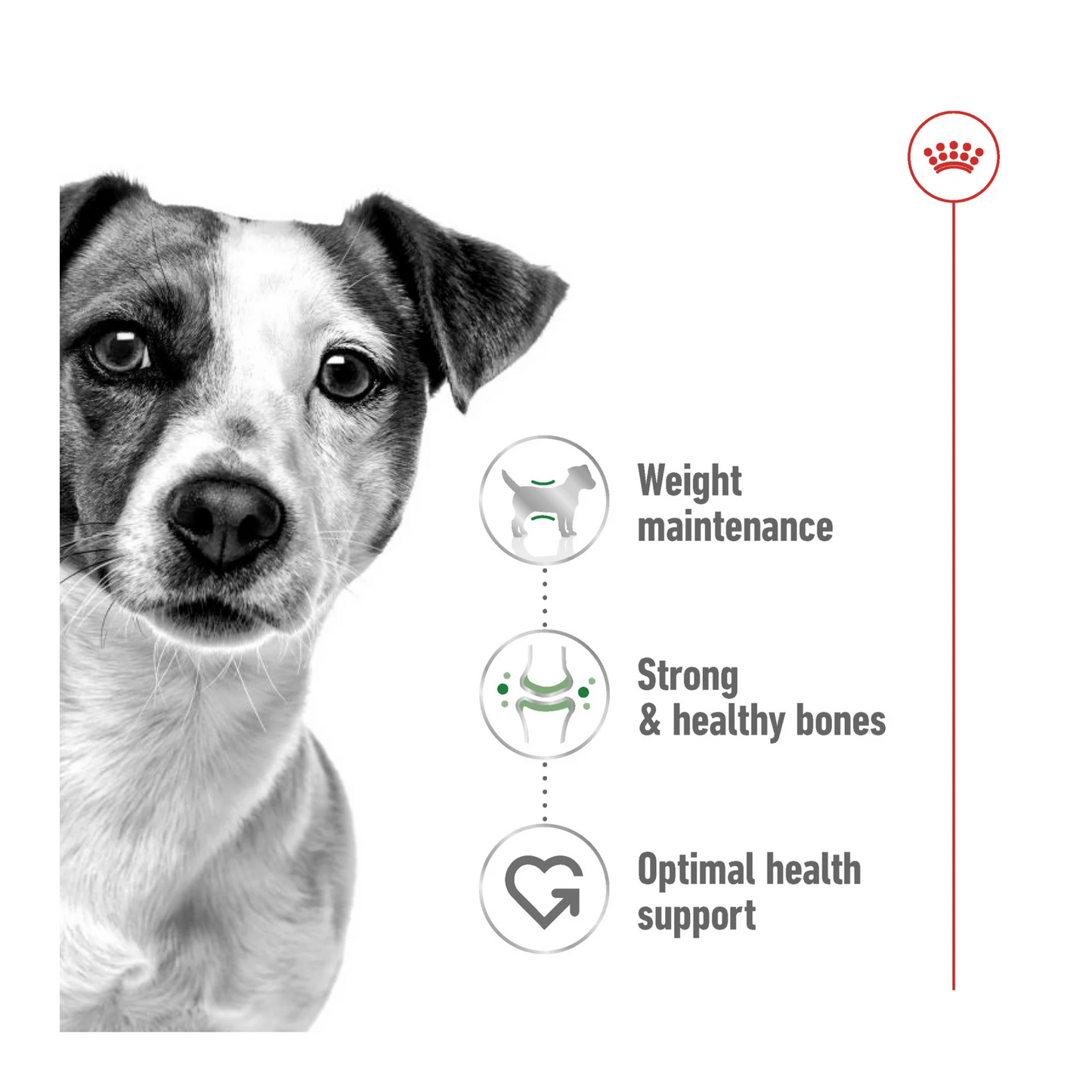 Royal Canin Size Health Mini Adult Dry Dog Food 8kg