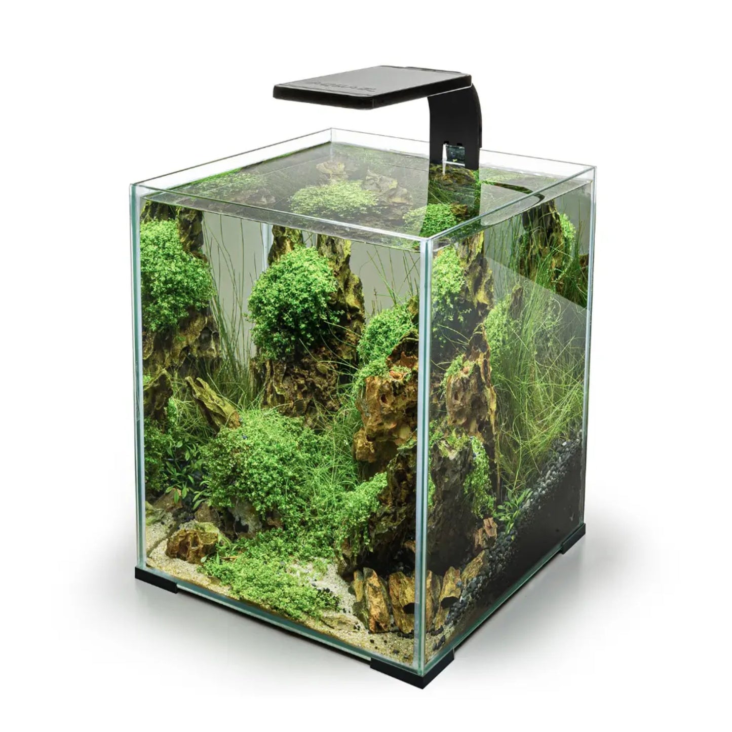 Glass aquarium with green plants and rocks on a white background