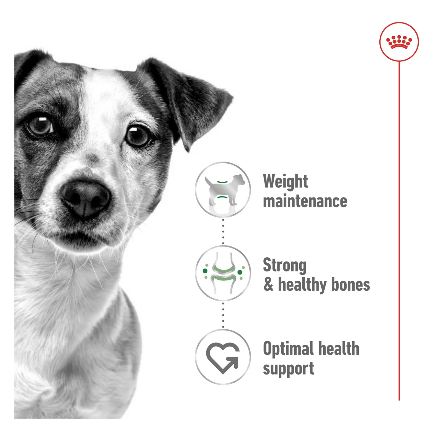 Royal Canin Size Health Mini Adult Dry Dog Food 2kg