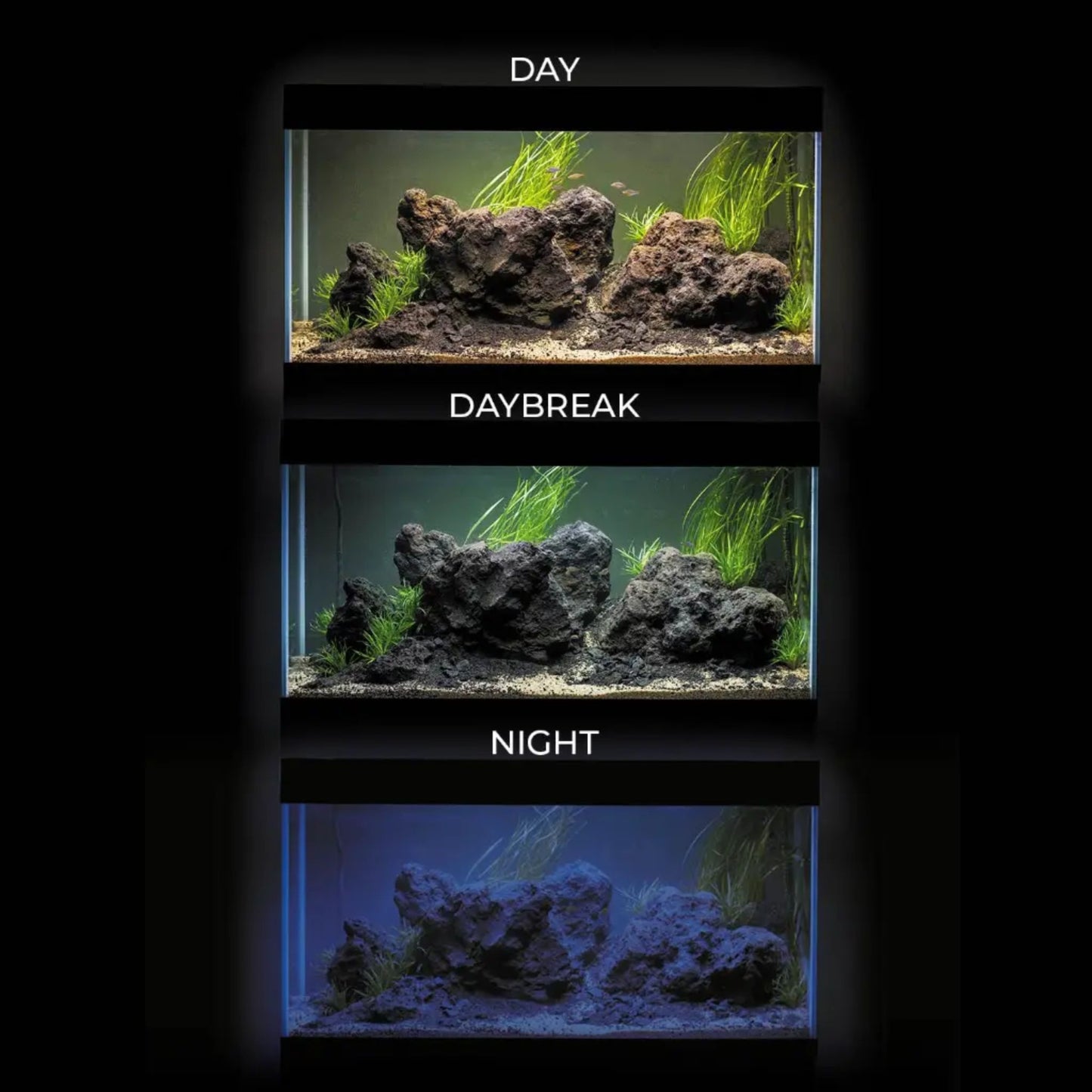Aquarium with lighting cycle display labeled 'Day', 'Daybreak', and 'Night'.