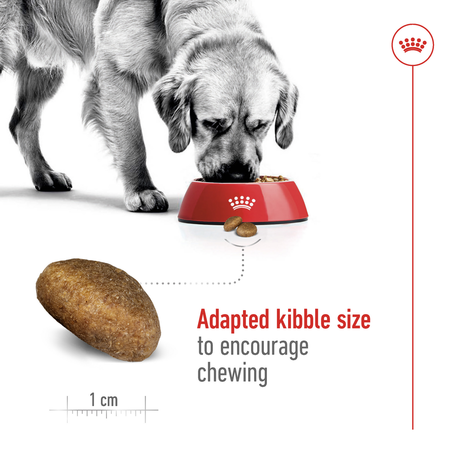Royal Canin Size Health Maxi Adult Dog Dry food 15kg