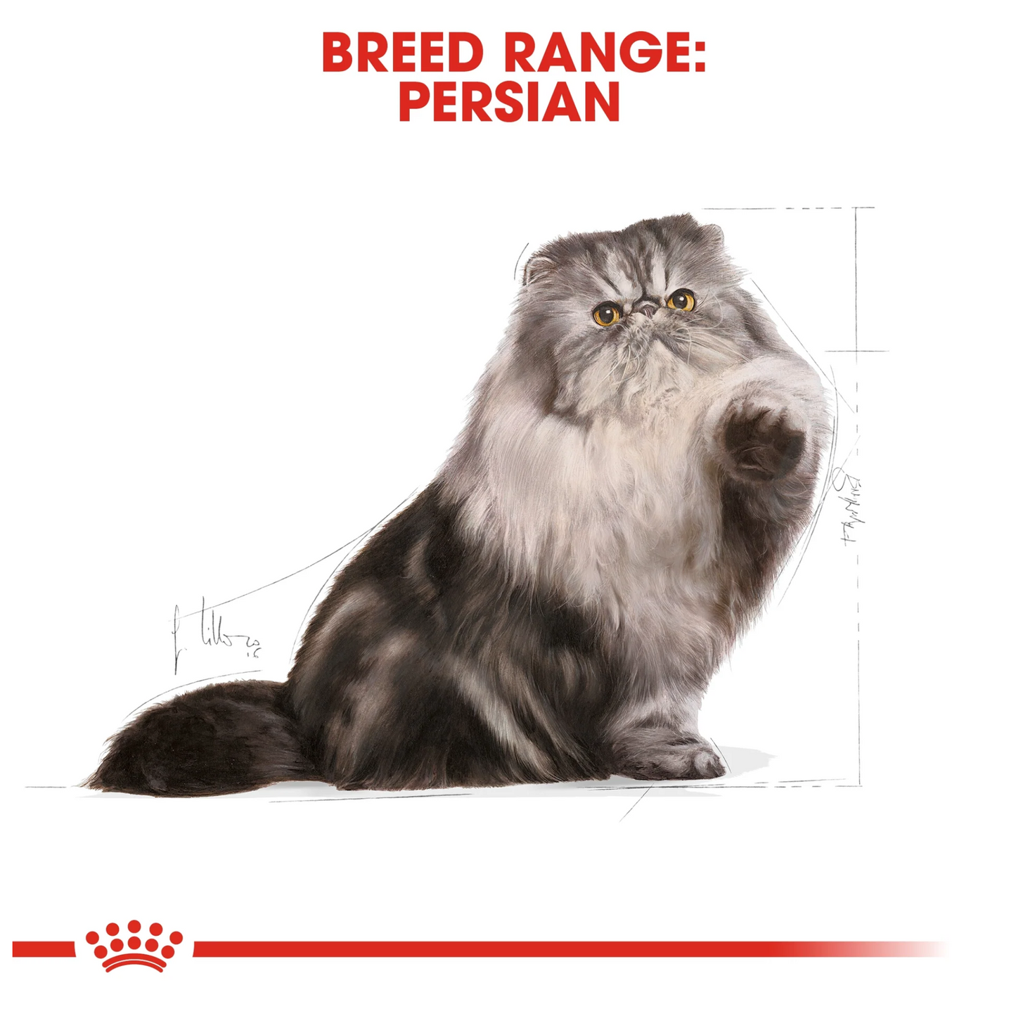 Royal Canin Feline Breed Nutrition Persian Adult Cat Dry food 2kg