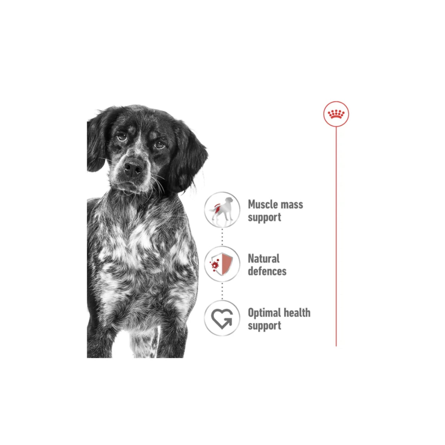 Royal Canin Health Nutrition Medium Adult (WET FOOD)