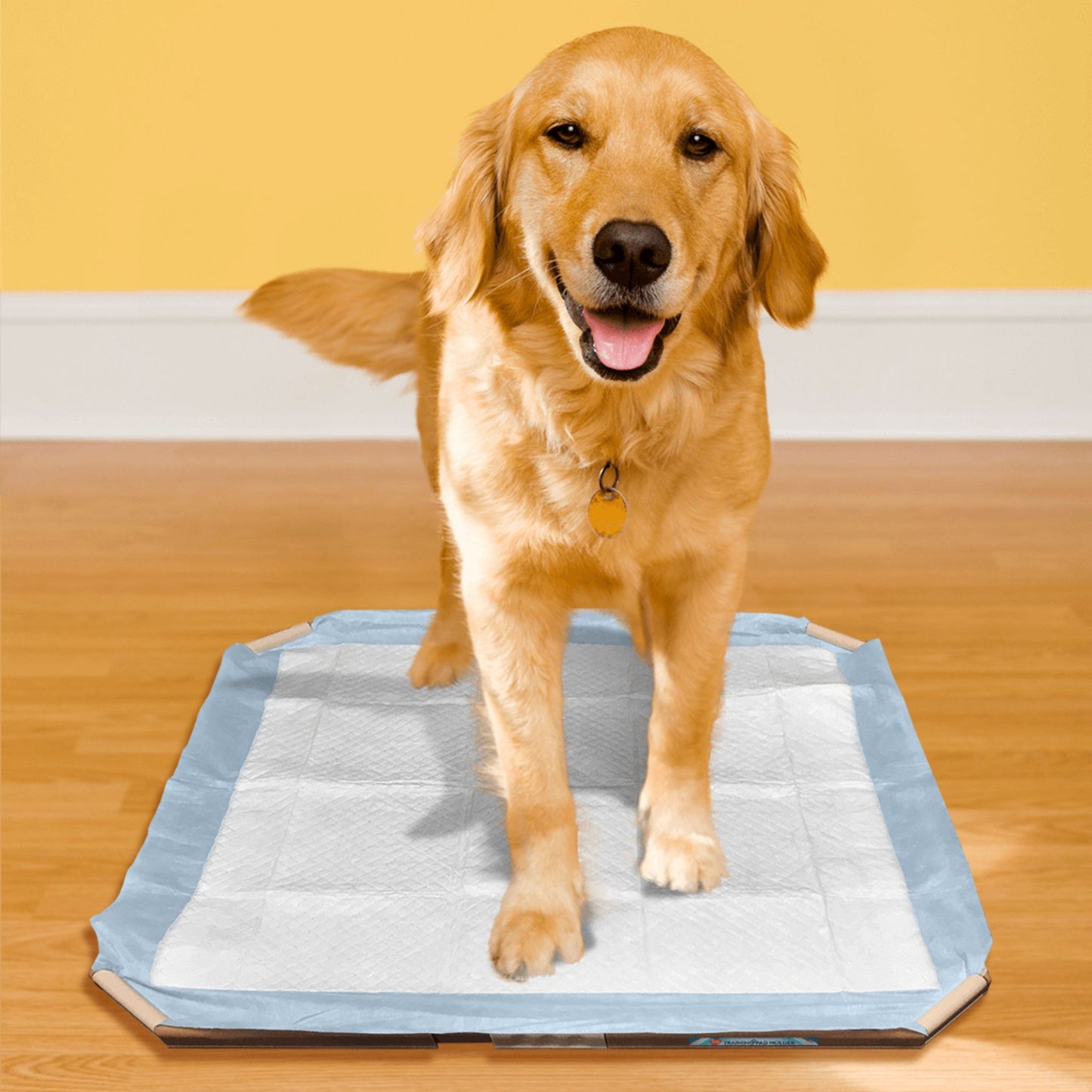 Dog standing on a dog training pad with a yellow background