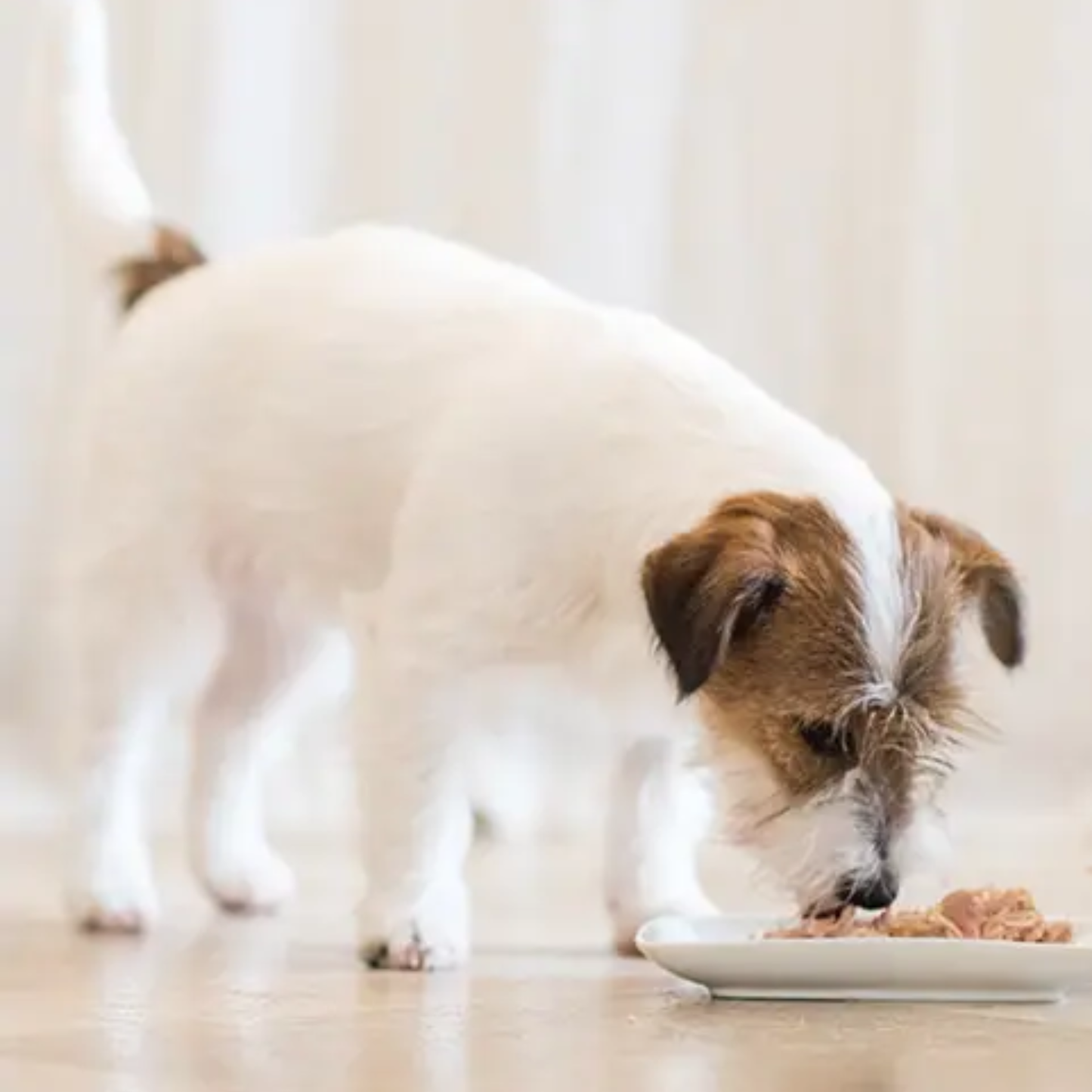 Schesir Puppy Wet Food Tuna & Aloe - 150G