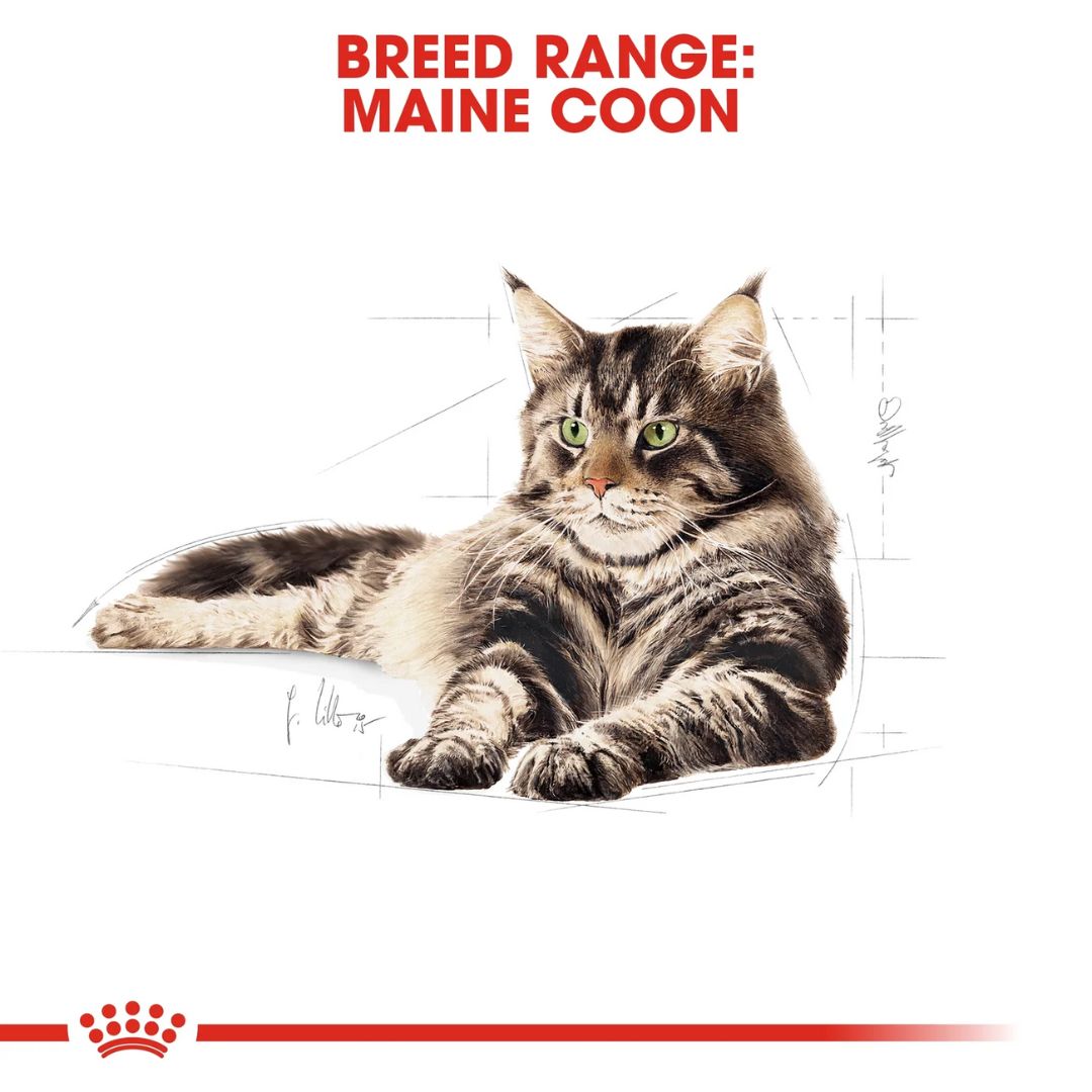 Royal Canin Feline Breed Nutrition Maine Coon Adult Cat Dry food 2kg
