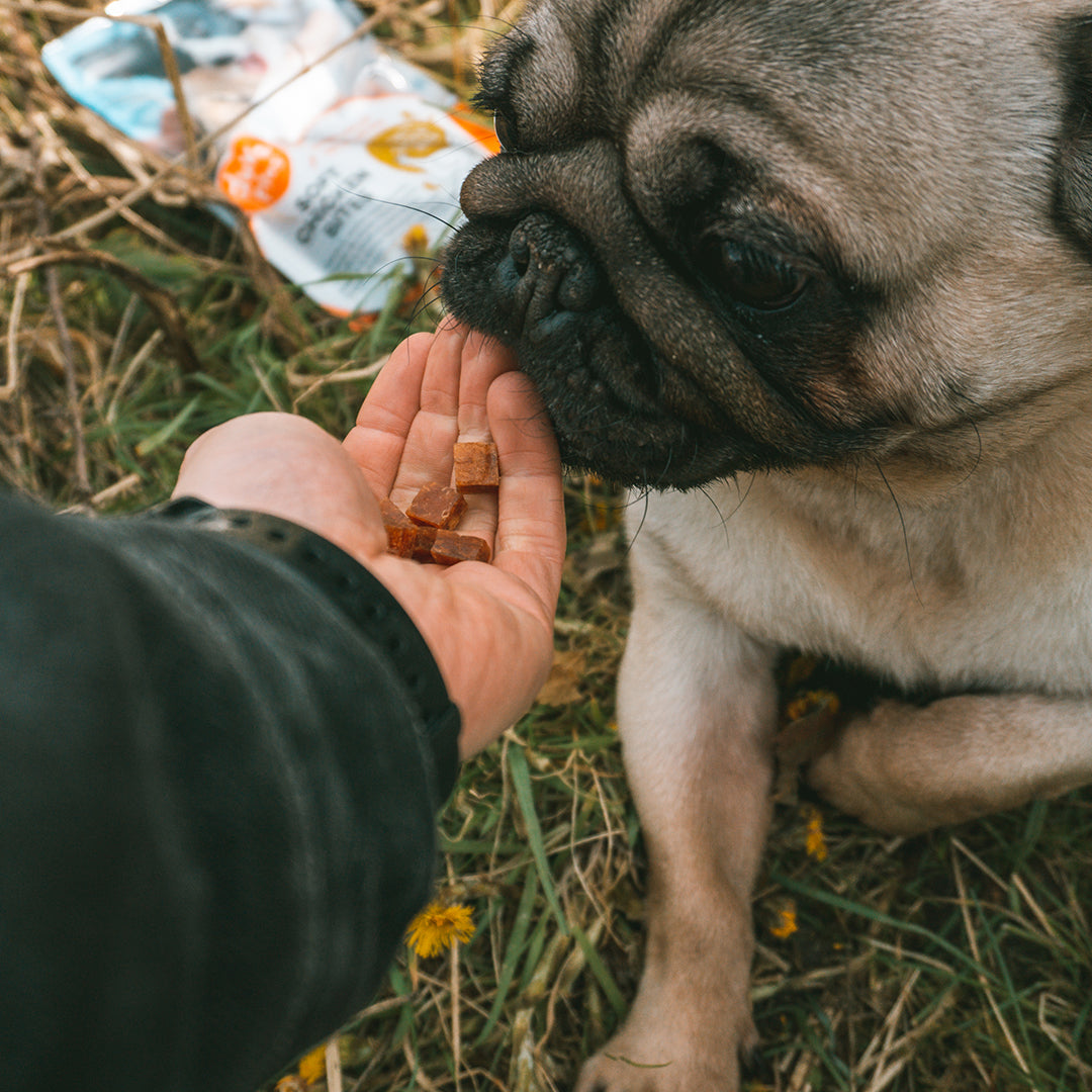 Duvo+ Meat! Soft Chicken Bites Dog Treats – 200g
