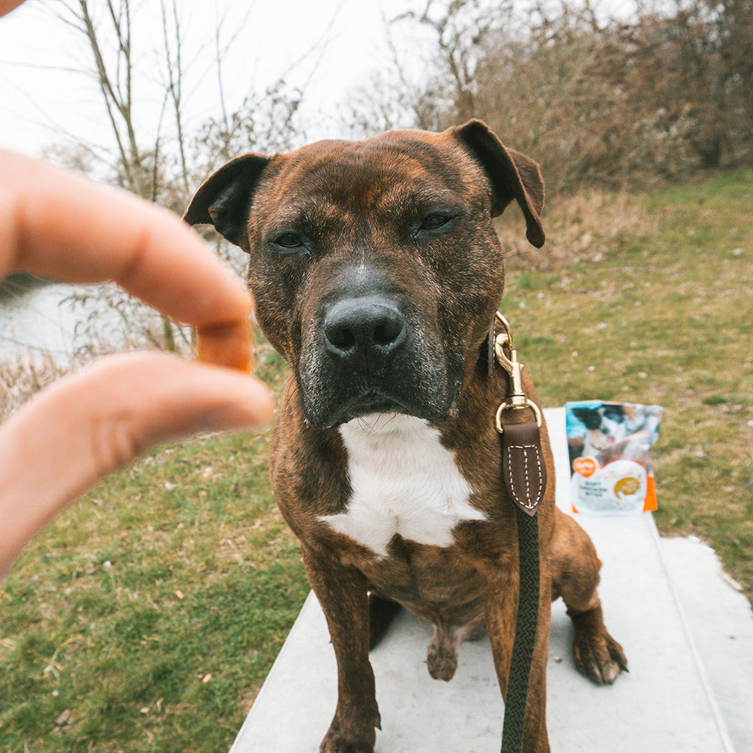 Duvo+ Meat! Soft Chicken Bites Dog Treats – 200g