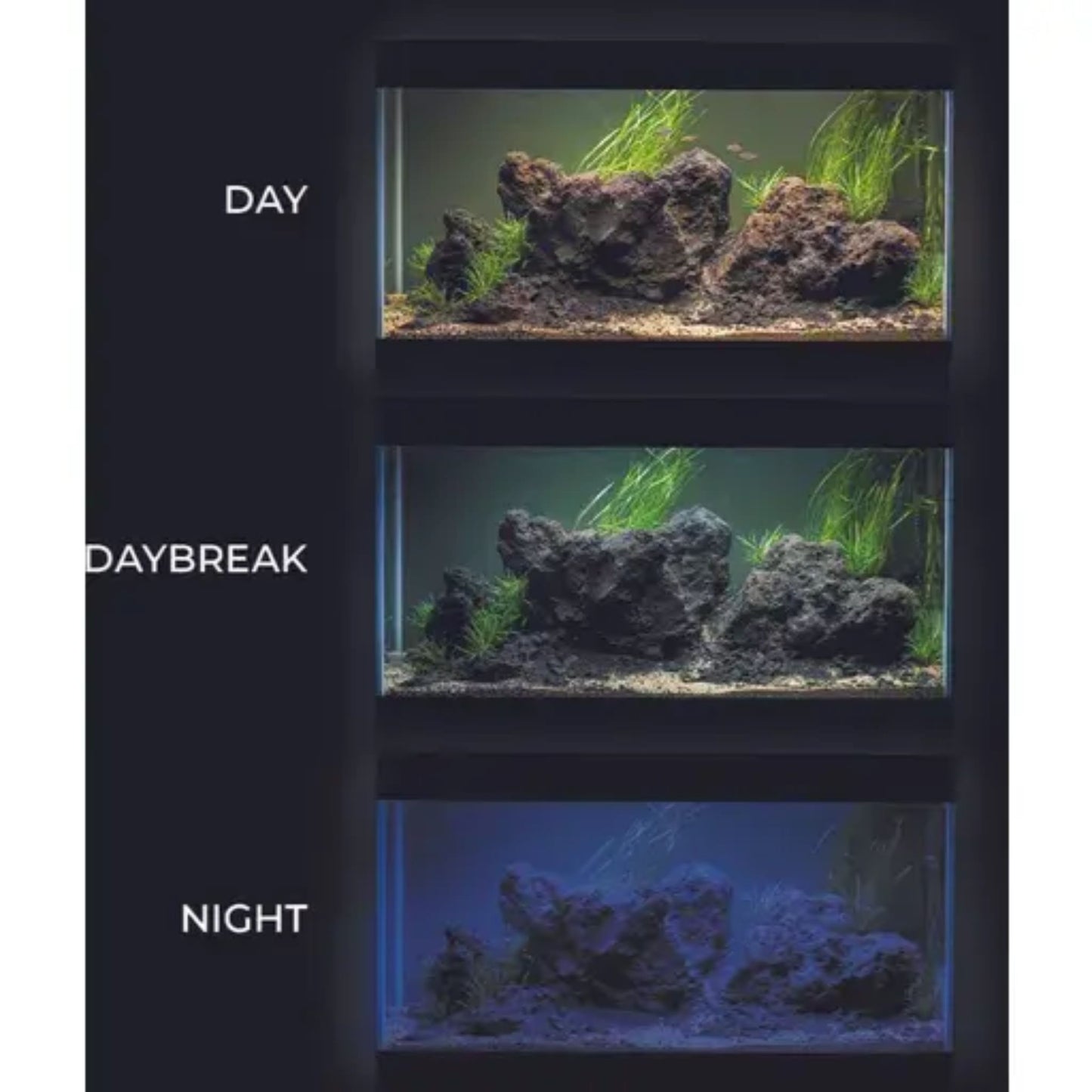 Aquarium with lighting changes from Day to Night