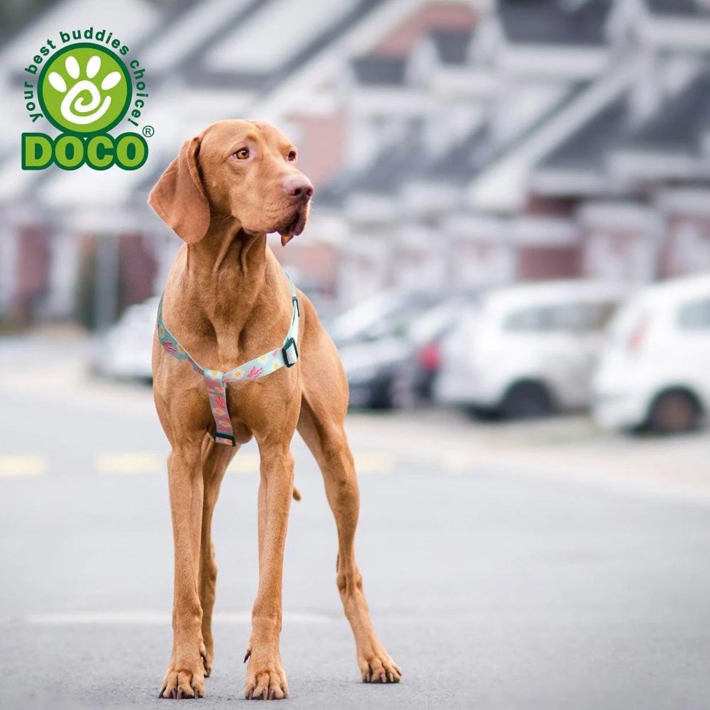 Dog standing on a street with a blurred background, featuring the DOCO brand logo.