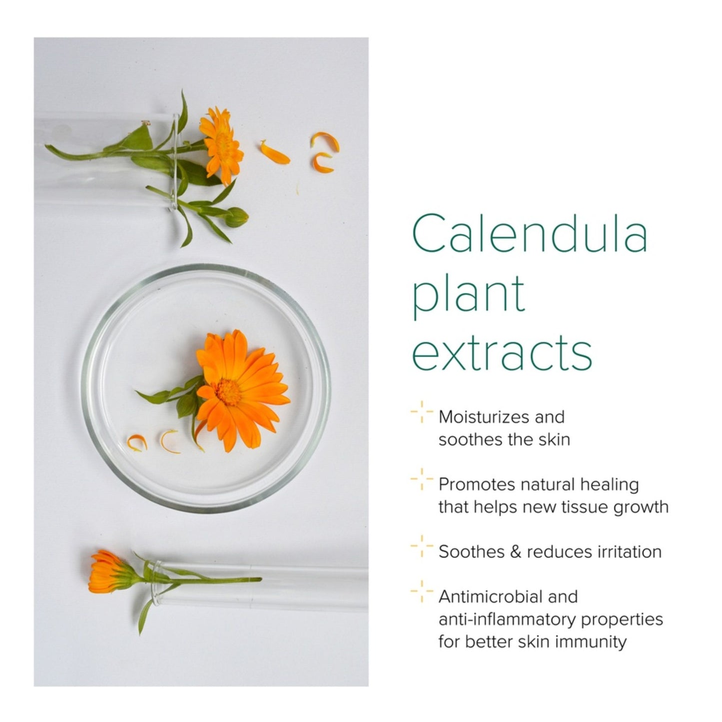 Calendula plant extracts with a glass dish on a white background