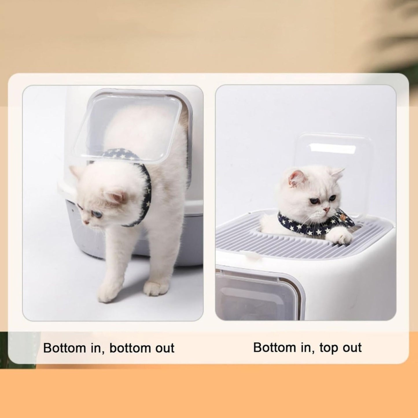 Two views of a pet using a transparent litter box with a cat wearing a collar.