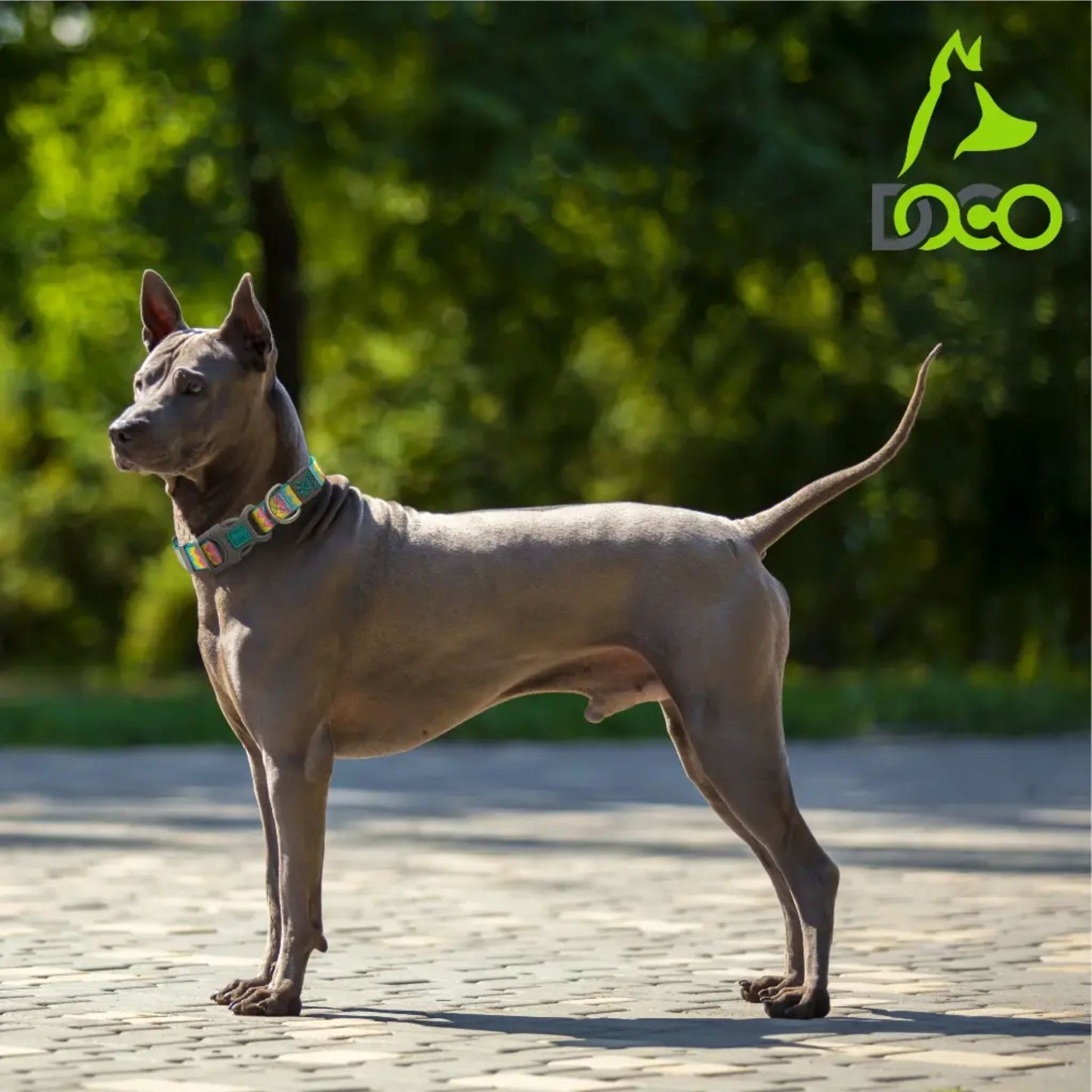 Dog standing on a paved path with greenery in the background, wearing a colorful collar.