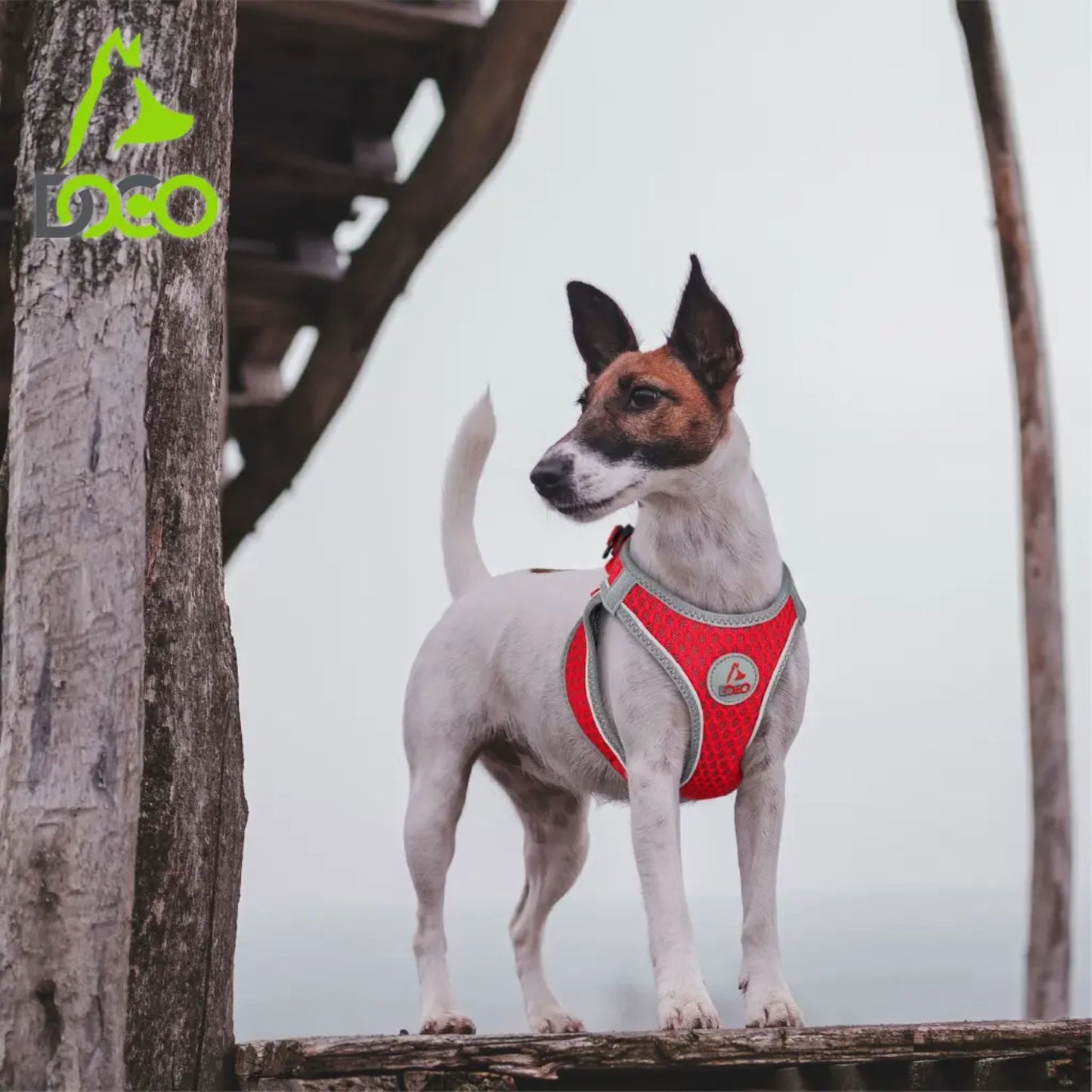 Dog wearing a red harness standing on a wooden platform with a blurred background