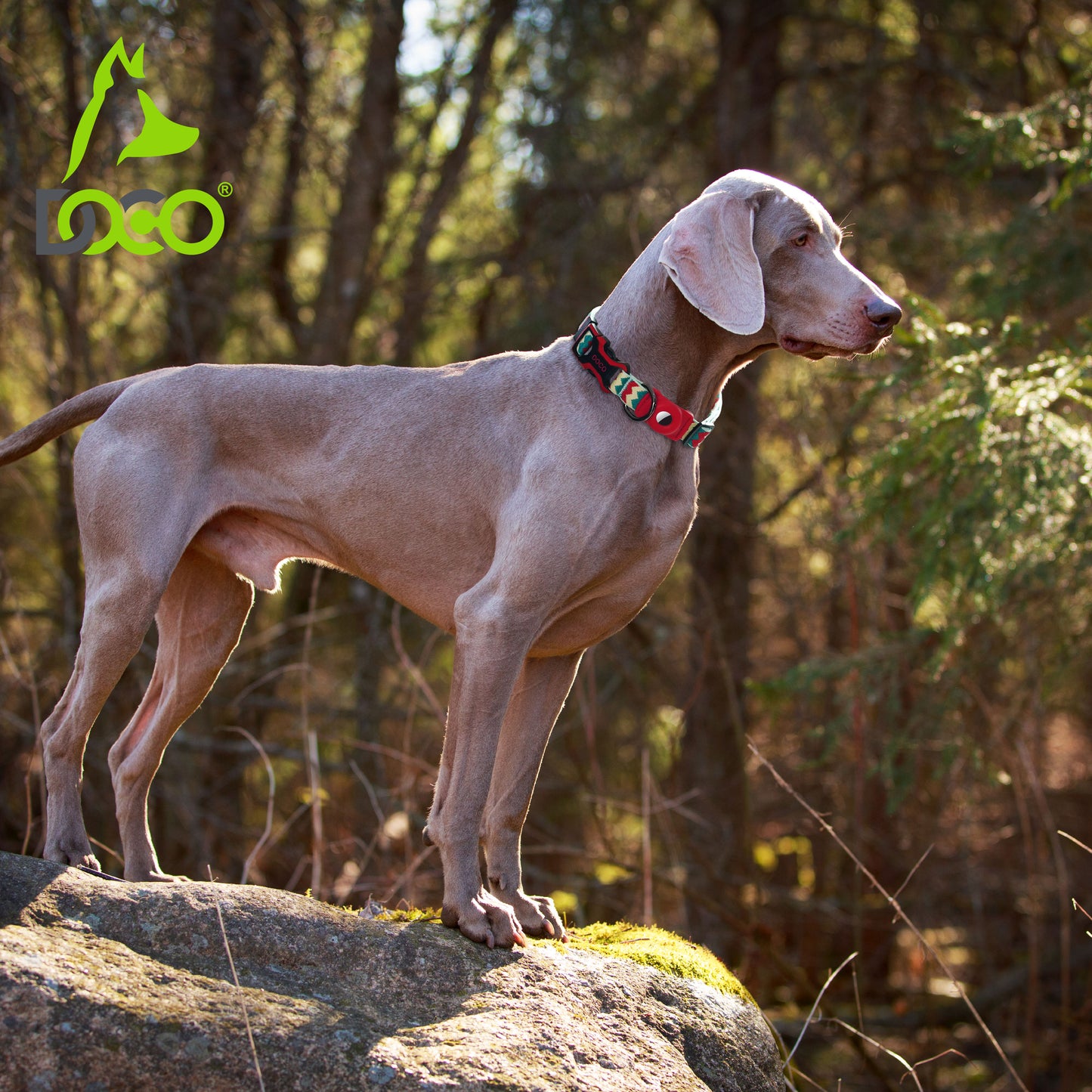 Doco Airtag Dog Collar – 2.5x45-68cm – Adjustable D-Ring Fit