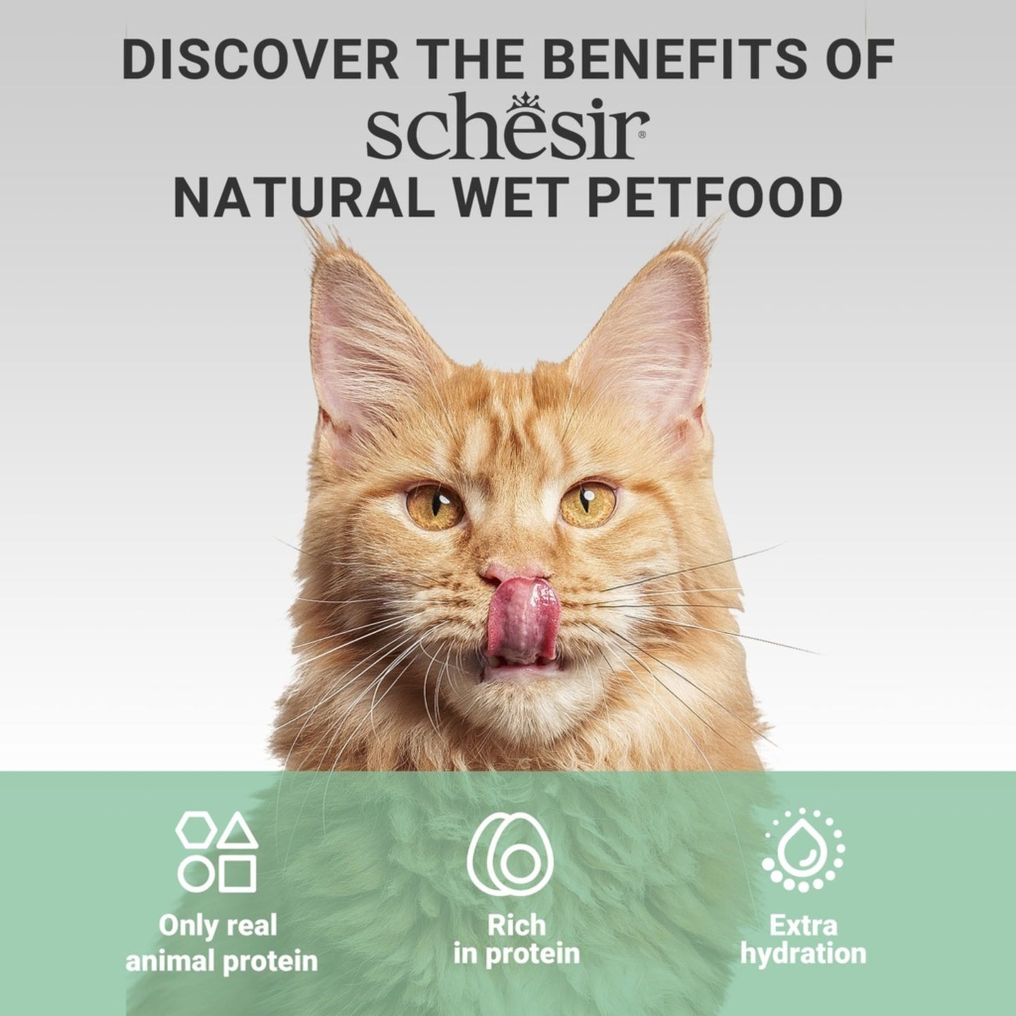 Cat with tongue out on a Schesir natural wet petfood advertisement