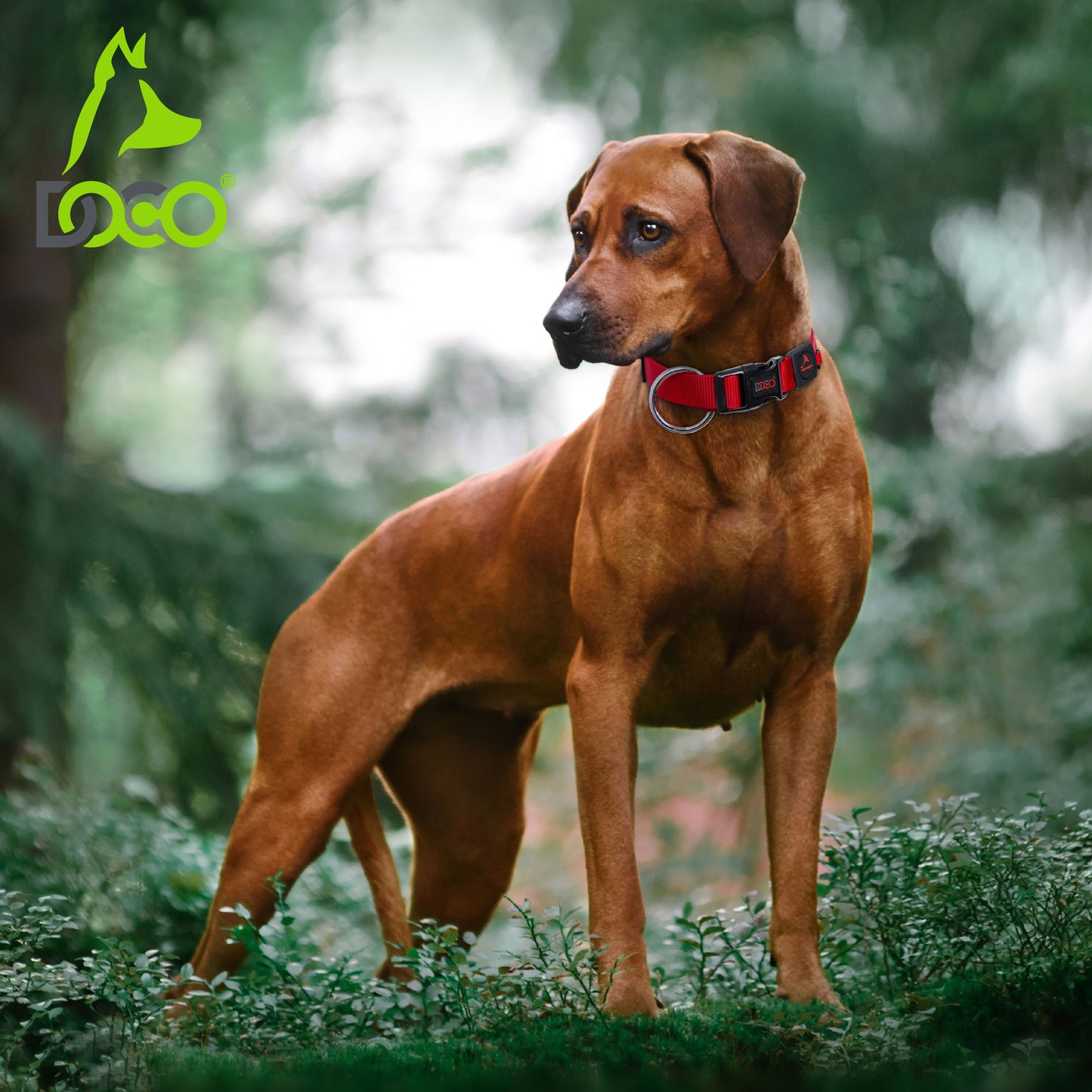 Doco Signature O-Ring Nylon Dog Collar – Durable Dog Accessory