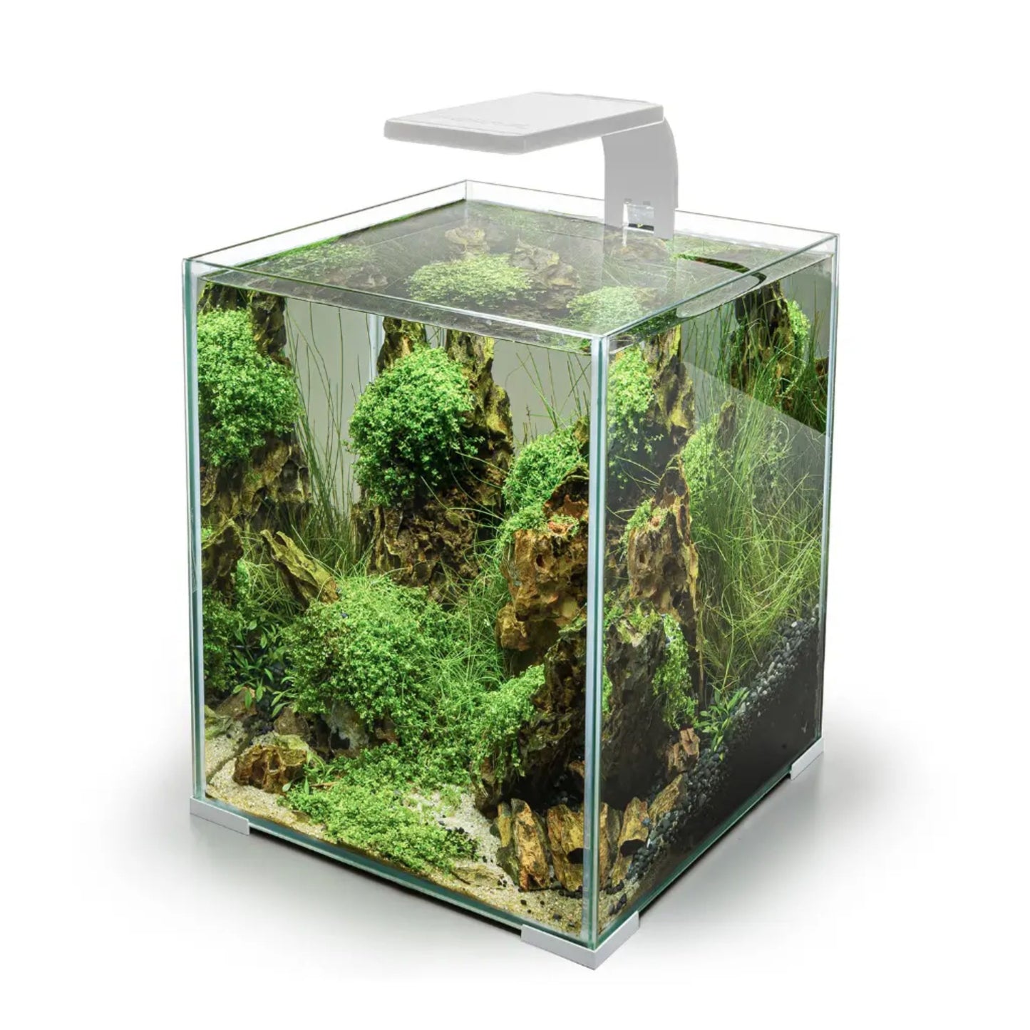 Glass aquarium with green plants and rocks on a white background