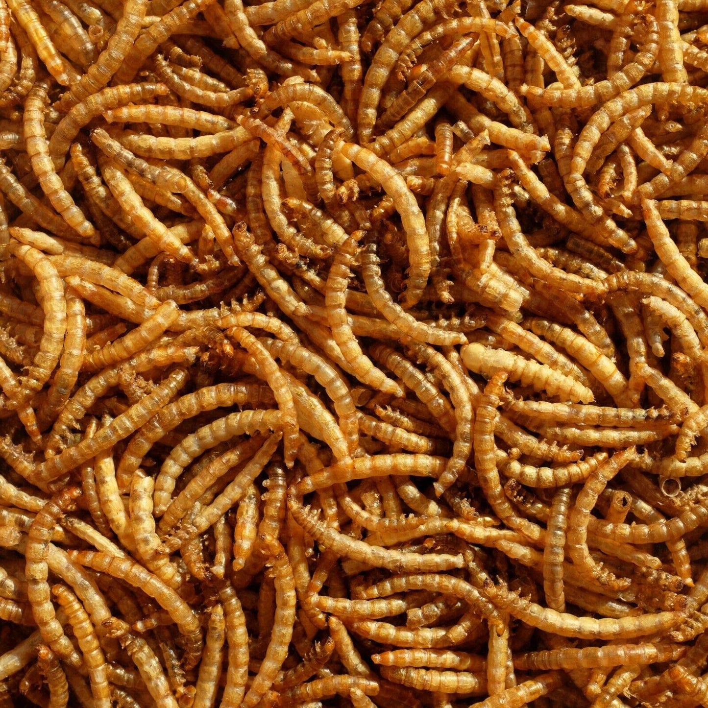 Pado Dried Mealworms ‚250g High-Protein Pet Feed
