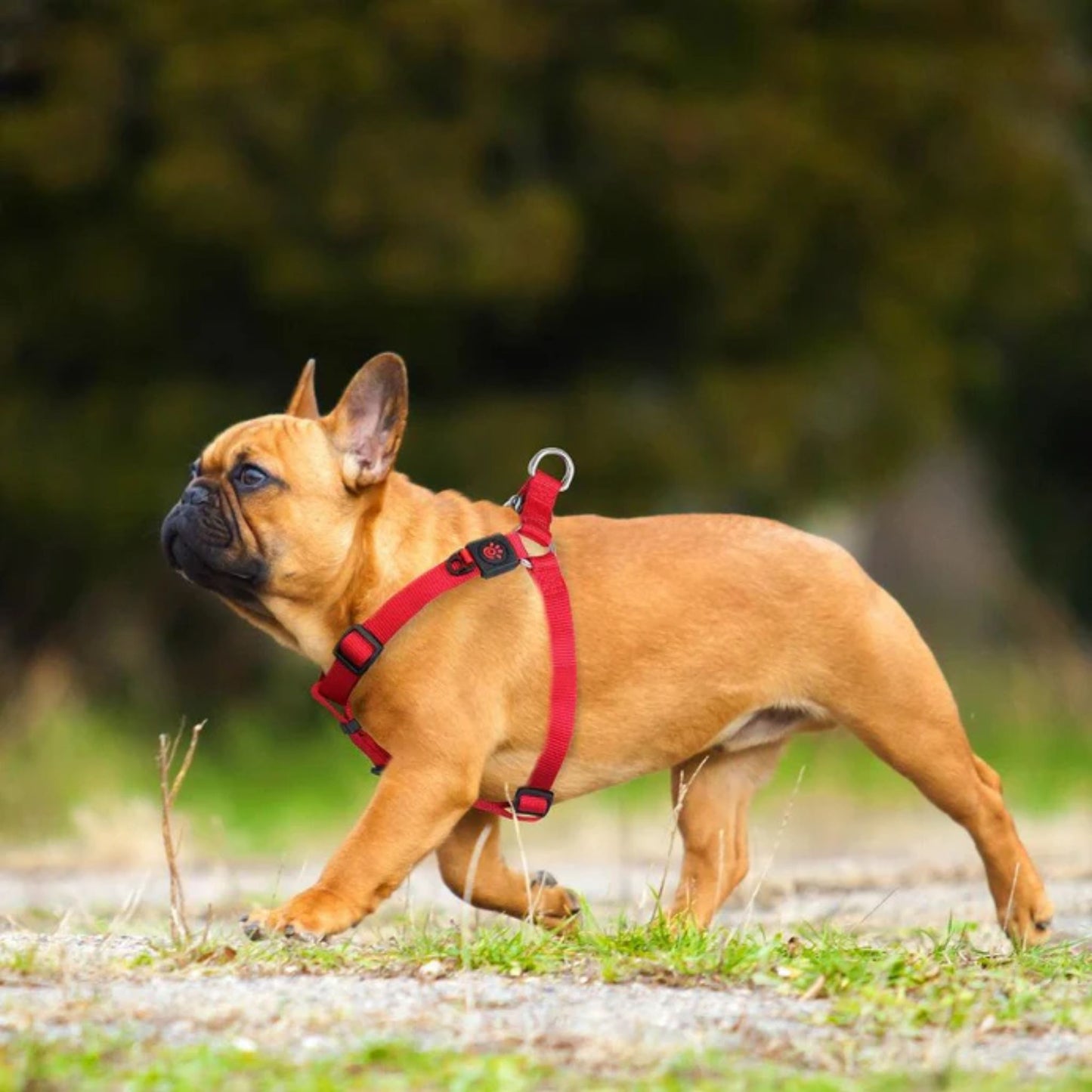 Doco Signature Step-In Dog Harness Adjustable Pet Harness