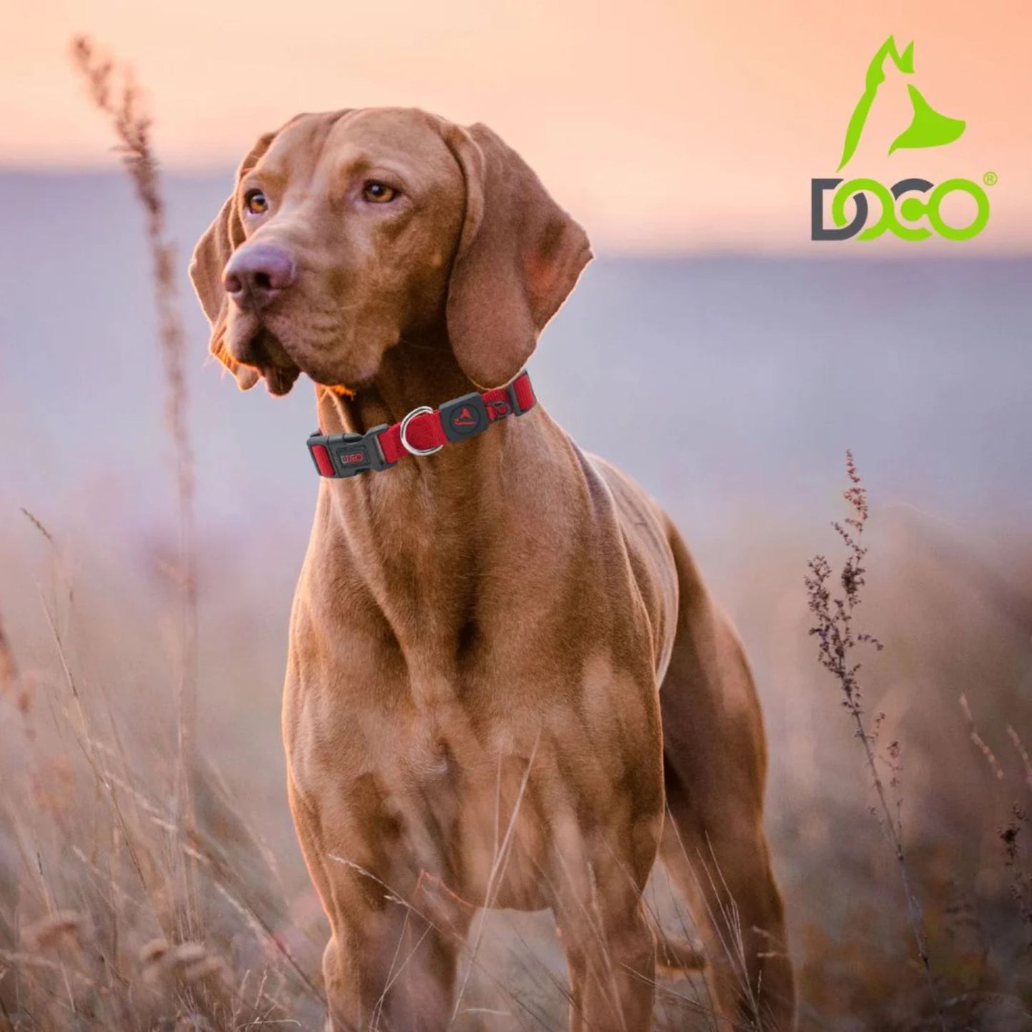 Doco Signature Nylon Adjustable Dog Collar