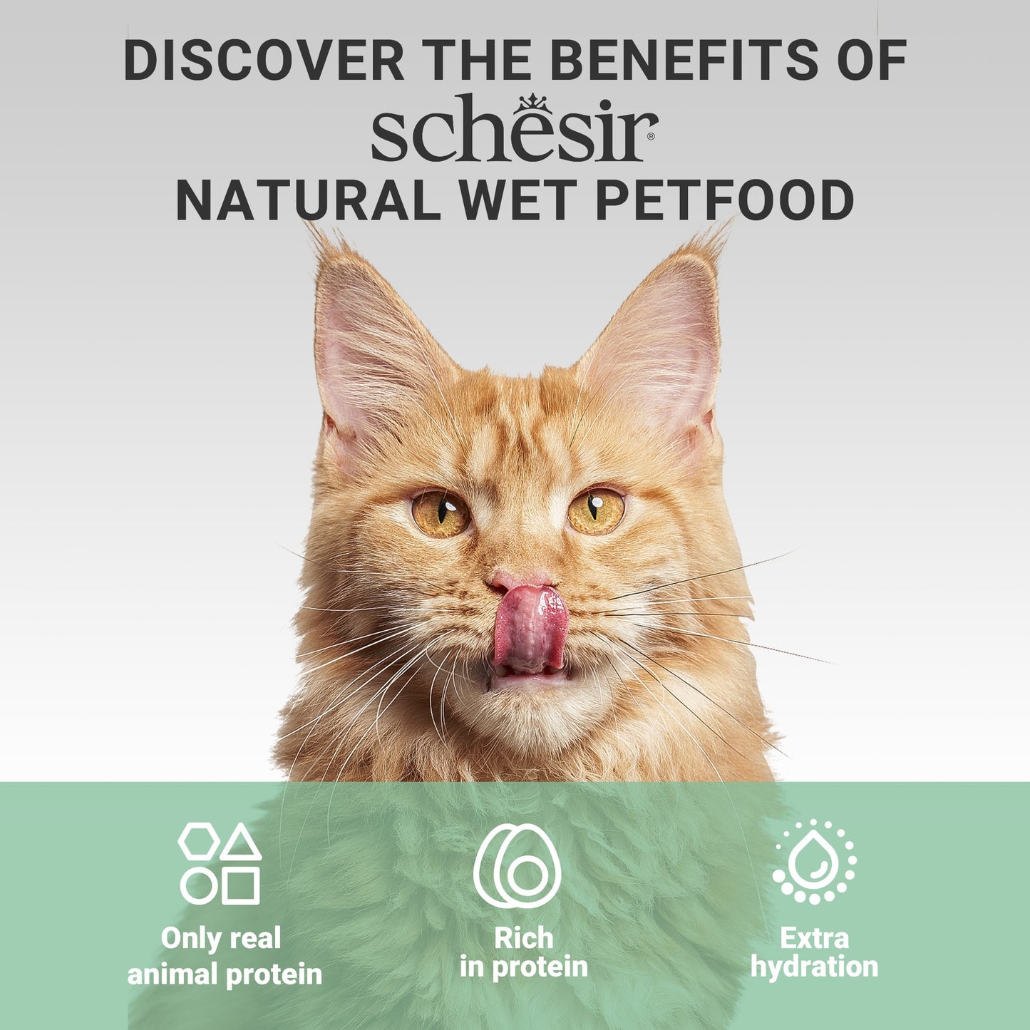 Schesir Complements Cat Wet Food in Jelly Can- Chicken With Seabass 70g