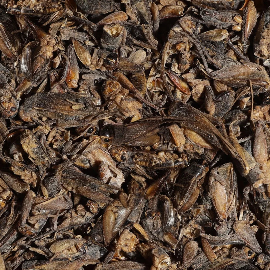 Sera Bearded Dragon Cricket Snack - 250ml