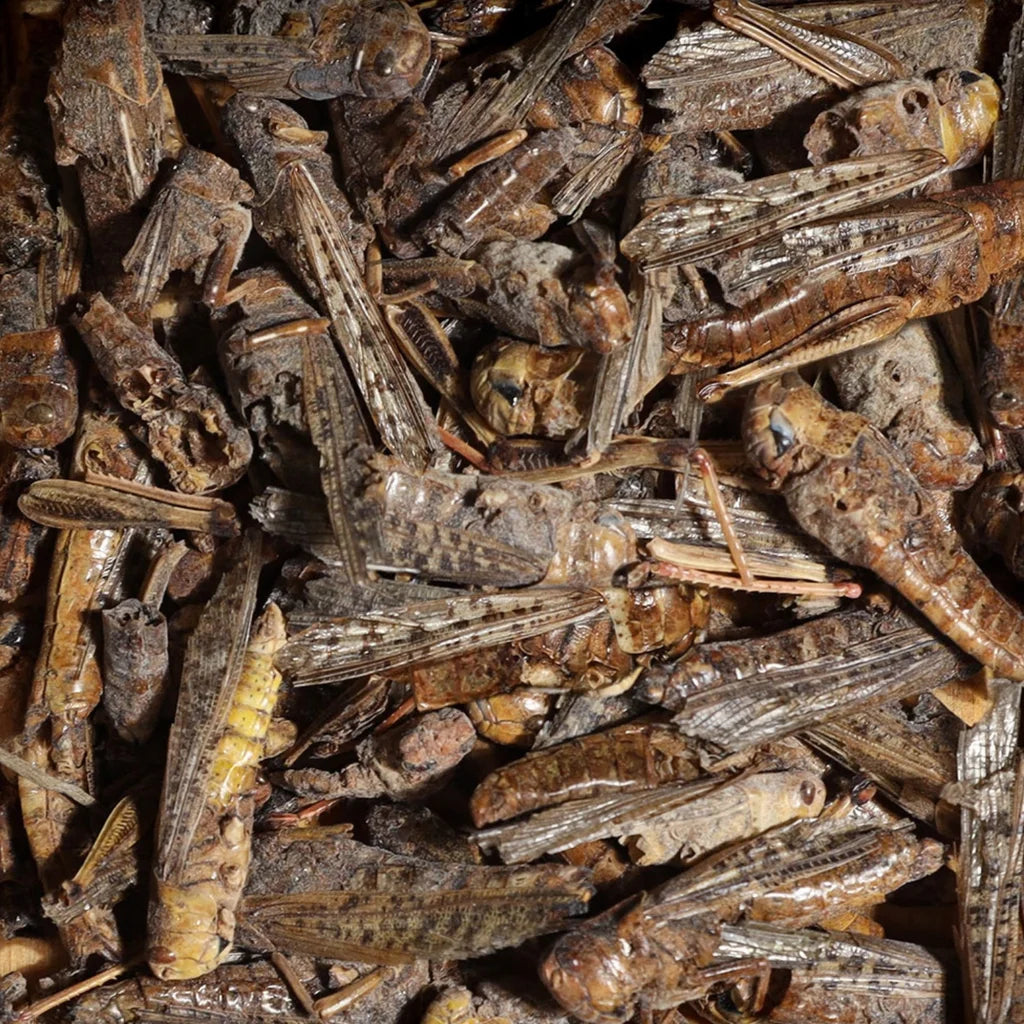 Sera Bearded Dragon Grasshopper Snack - 250ml