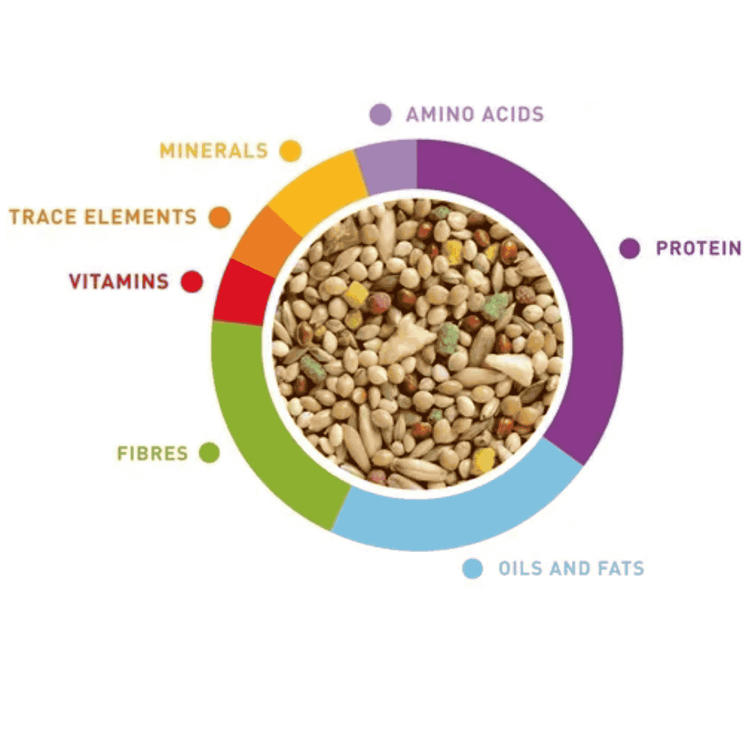 Padovan Wellness Budgies Food – 1kg Balanced Nutrition Mix