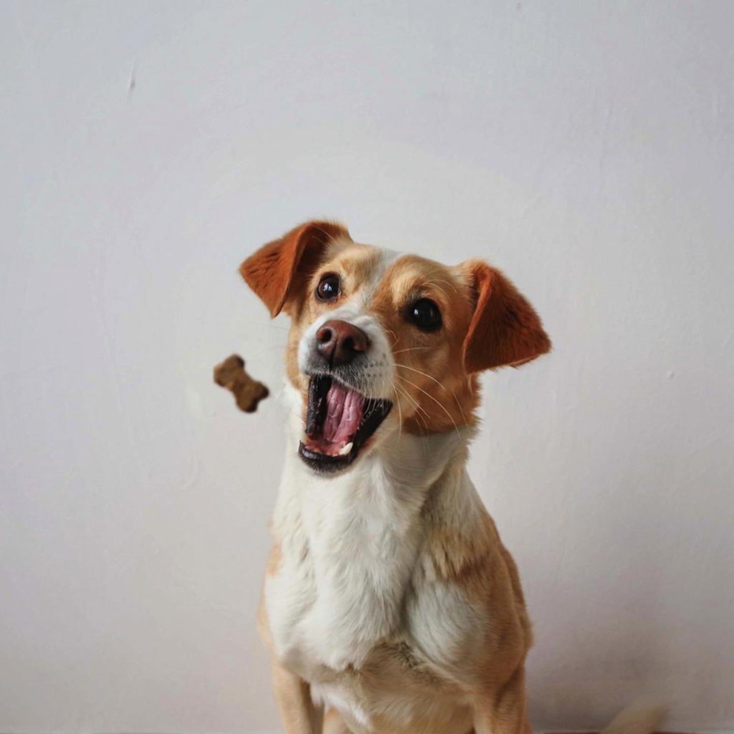 Duvo+ Soft Chicken Snack For Dog – 100g