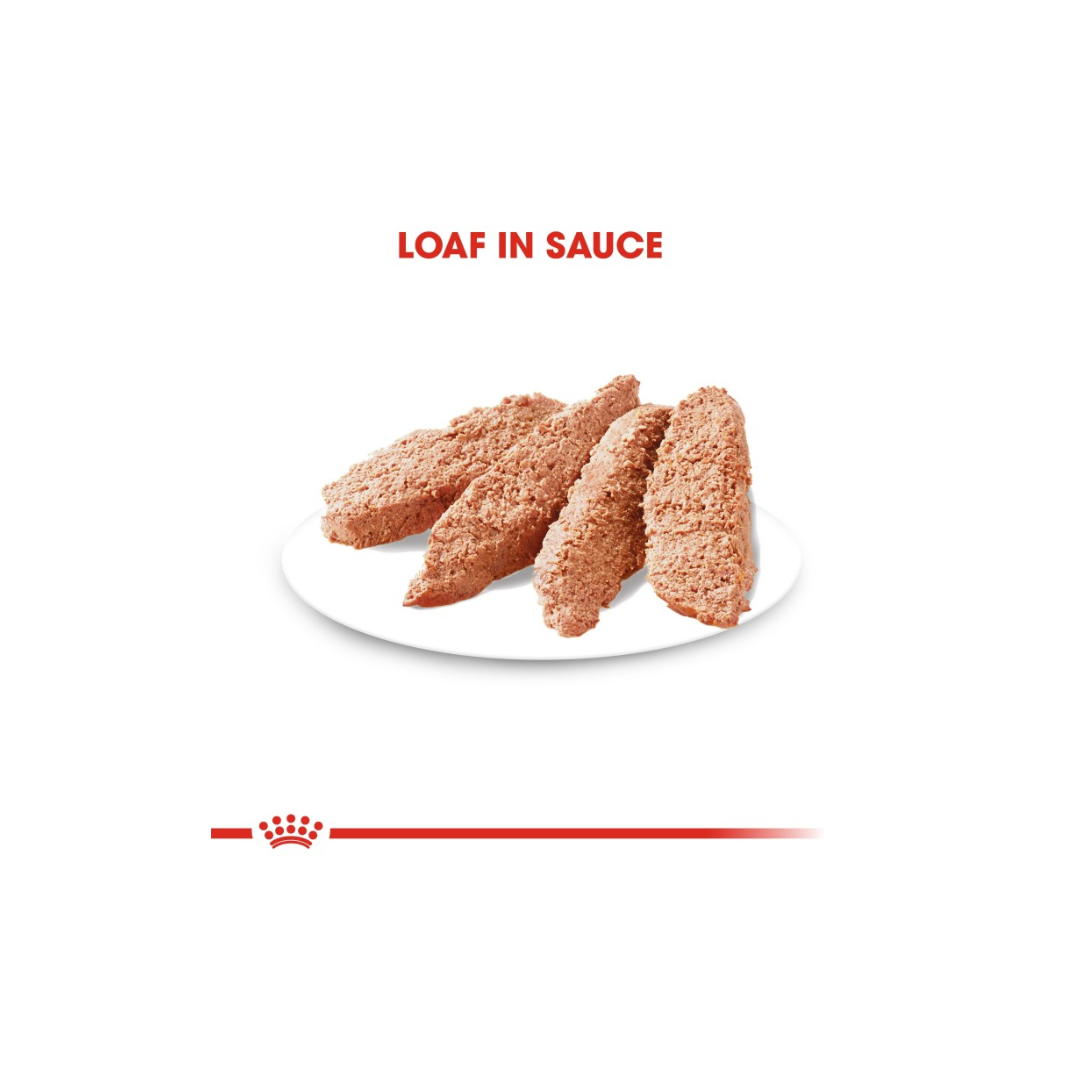 Royal Canin Canine Care Nutrition Dermacomfort (WET FOOD)