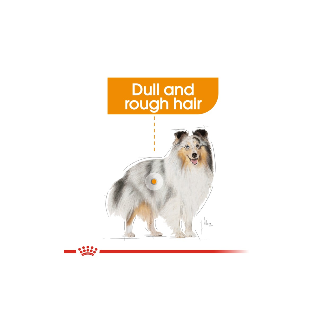 Royal Canin Canine Care Nutrition Coat Care (WET FOOD)