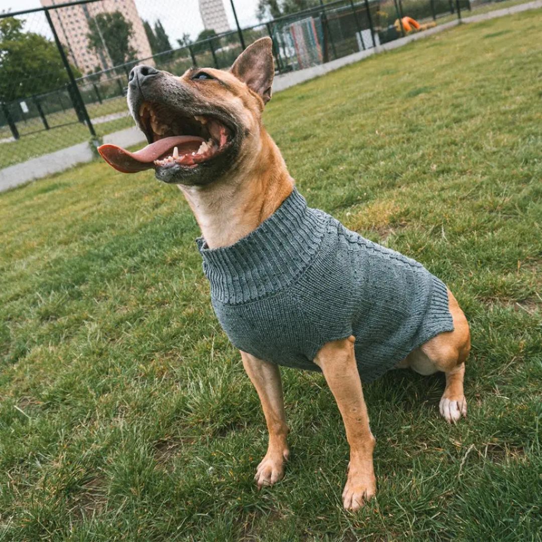 Duvo+ Dog Sweater Cozy, Grey[Size - XS]