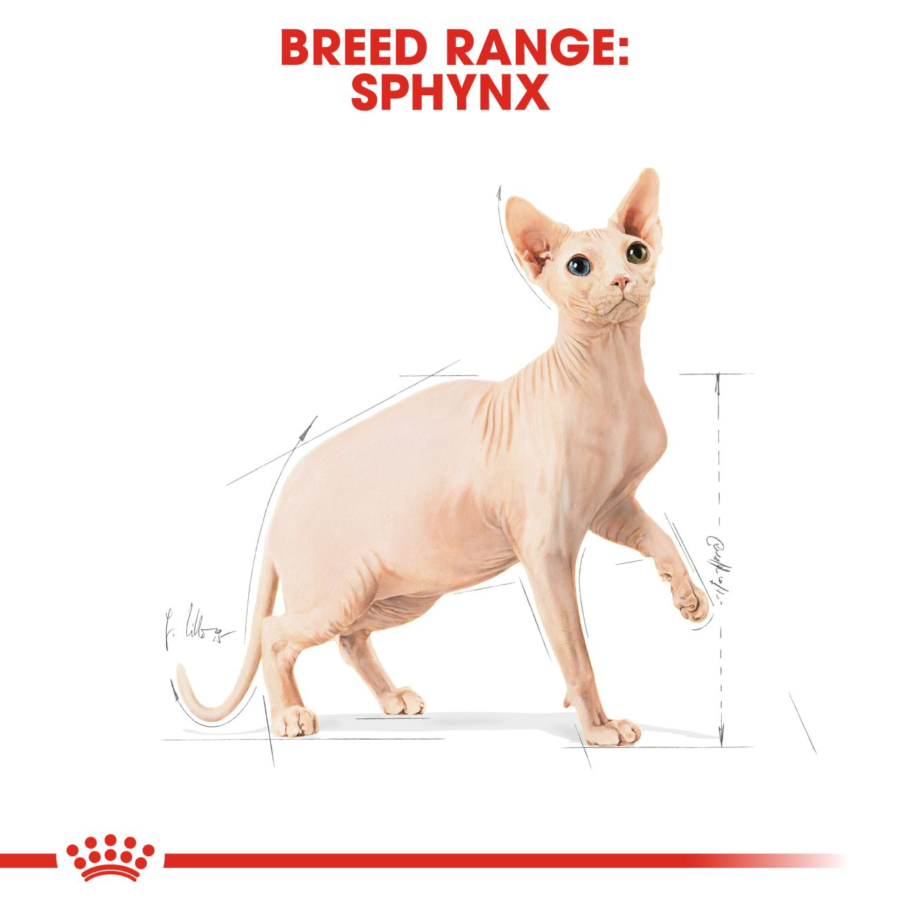 Royal Canin Feline Breed Nutrition Sphynx Adult Cat Dry Food 2kg