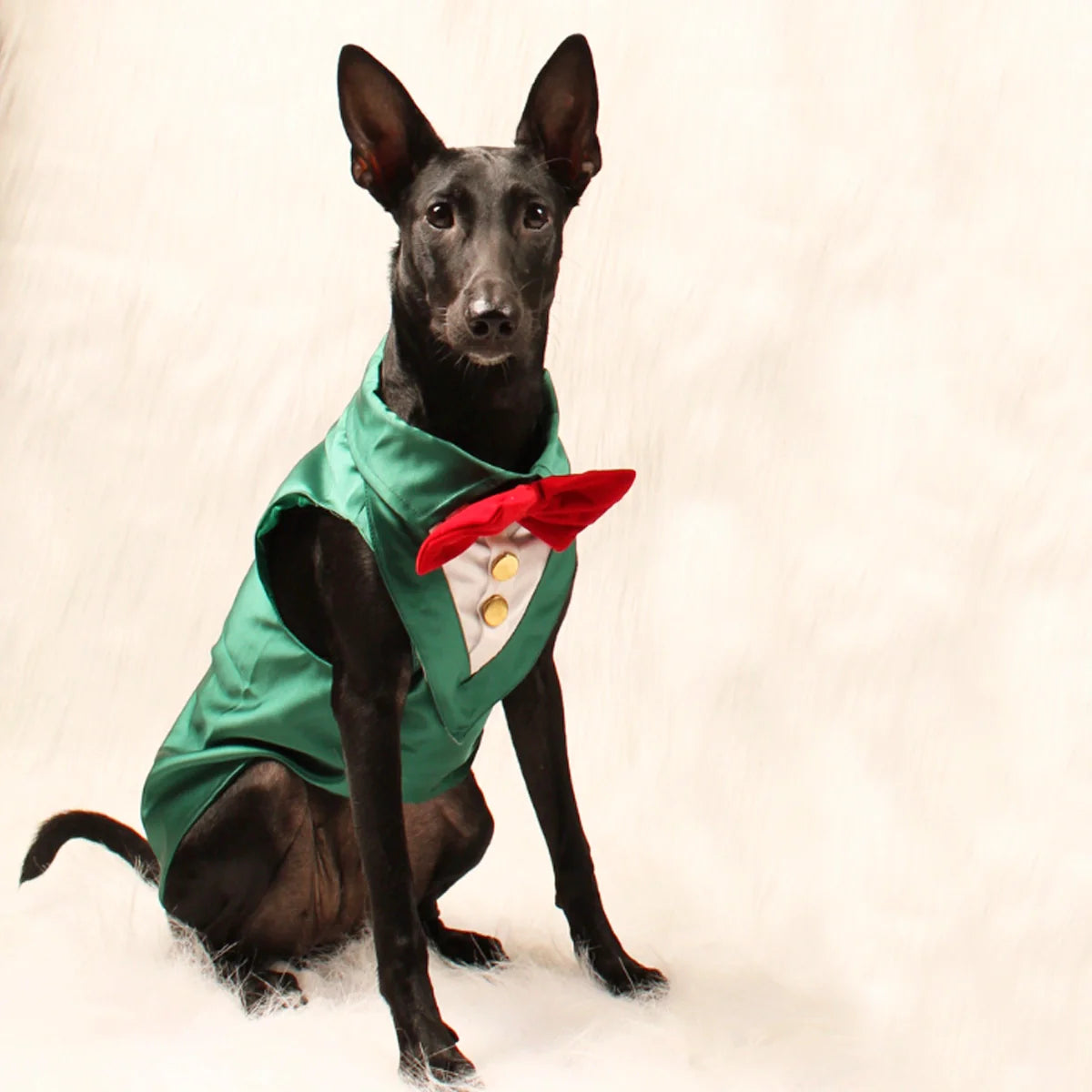 Petbroo Cat & Dog Dress