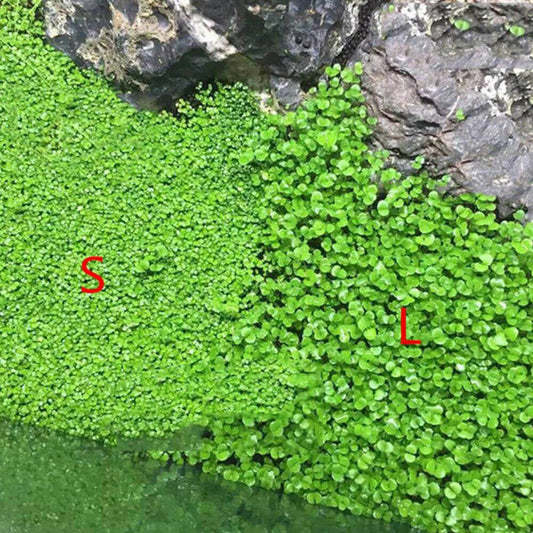 Aquabroo Plant Seed Large Pair Of Leaves