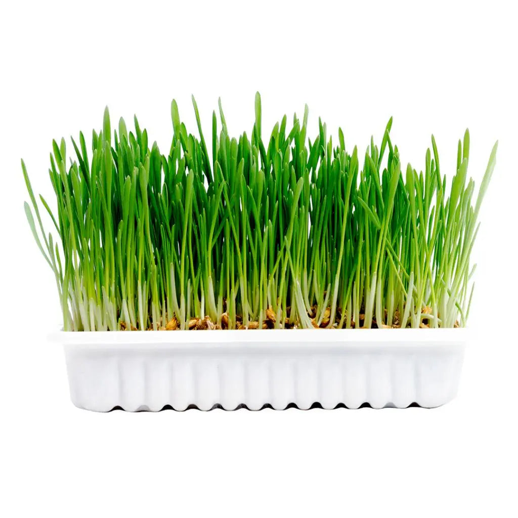 Duvo+ Rabbit Grass Growing Kit for Small Animals 70g – 17.5x13x3cm