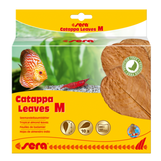 Sera Catappa Leaves M Size – 10 Natural Almond Leaves