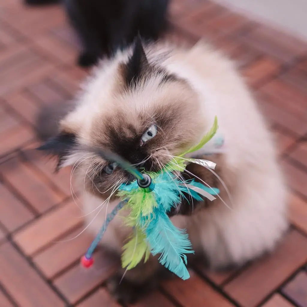 Duvo+ Assortment Playing Rod with Feathers – Mixed Colors – Cat Toy – 62 x 3 x 1.5 cm