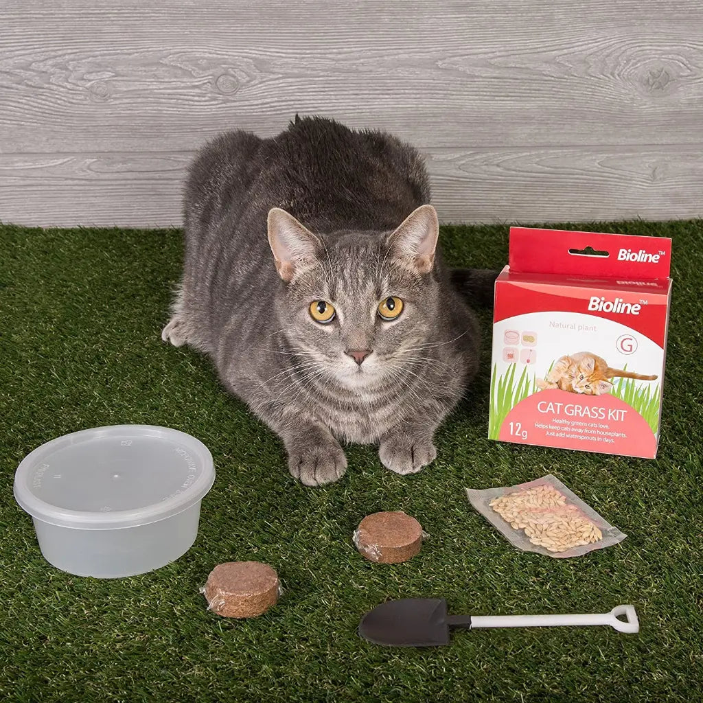 Bioline Catgrass Kit 12g Digestive Aid for Cats