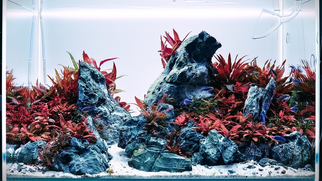 Aquabroo Red Betta Tank