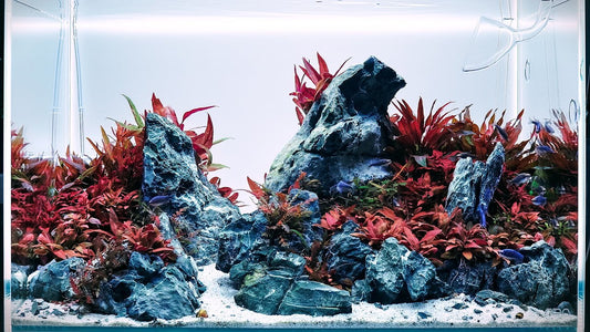 Aquabroo Red Betta Tank