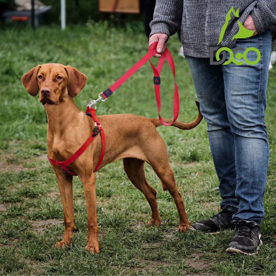 Doco 4Ft Signature Nylon Leash (Dcsn1048)Color: Pink, Sizes: Xs
