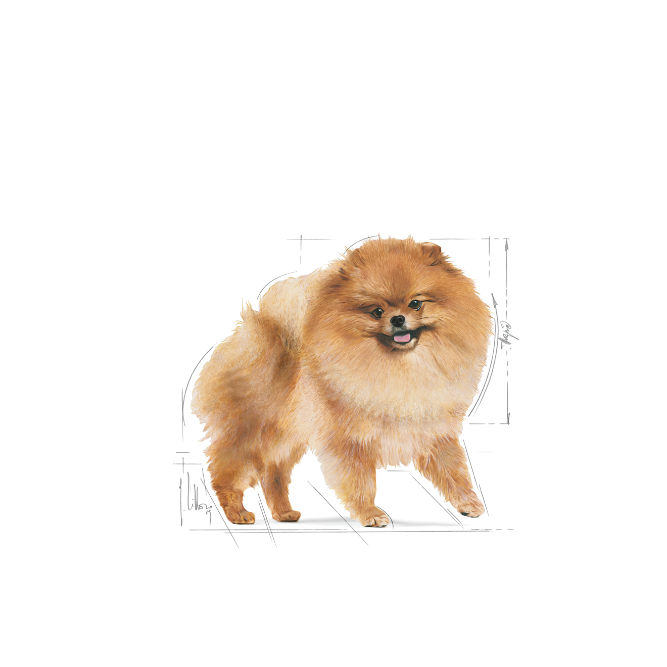 Royal Canin Breed Health Nutrition Pomeranian Adult Dry food 1.5kg