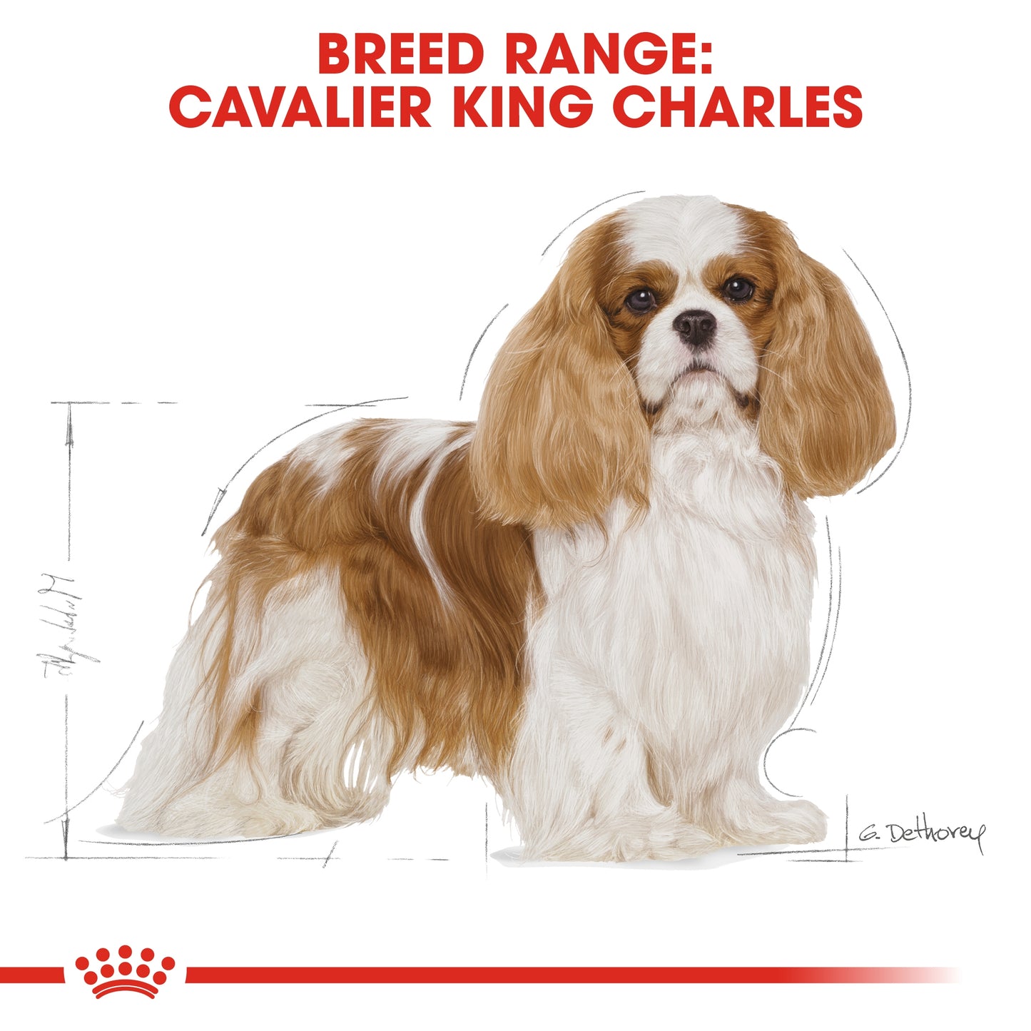 Royal Canin Breed Health Nutrition Cavalier King Charles Adult Dry food 1.5kg