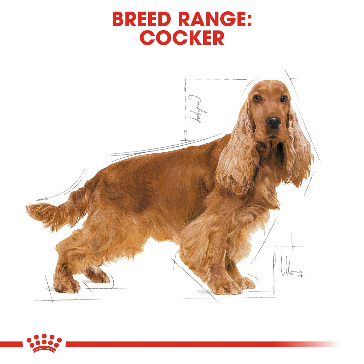 Royal Canin Breed Health Nutrition Cocker Adult Dry Food 3kg