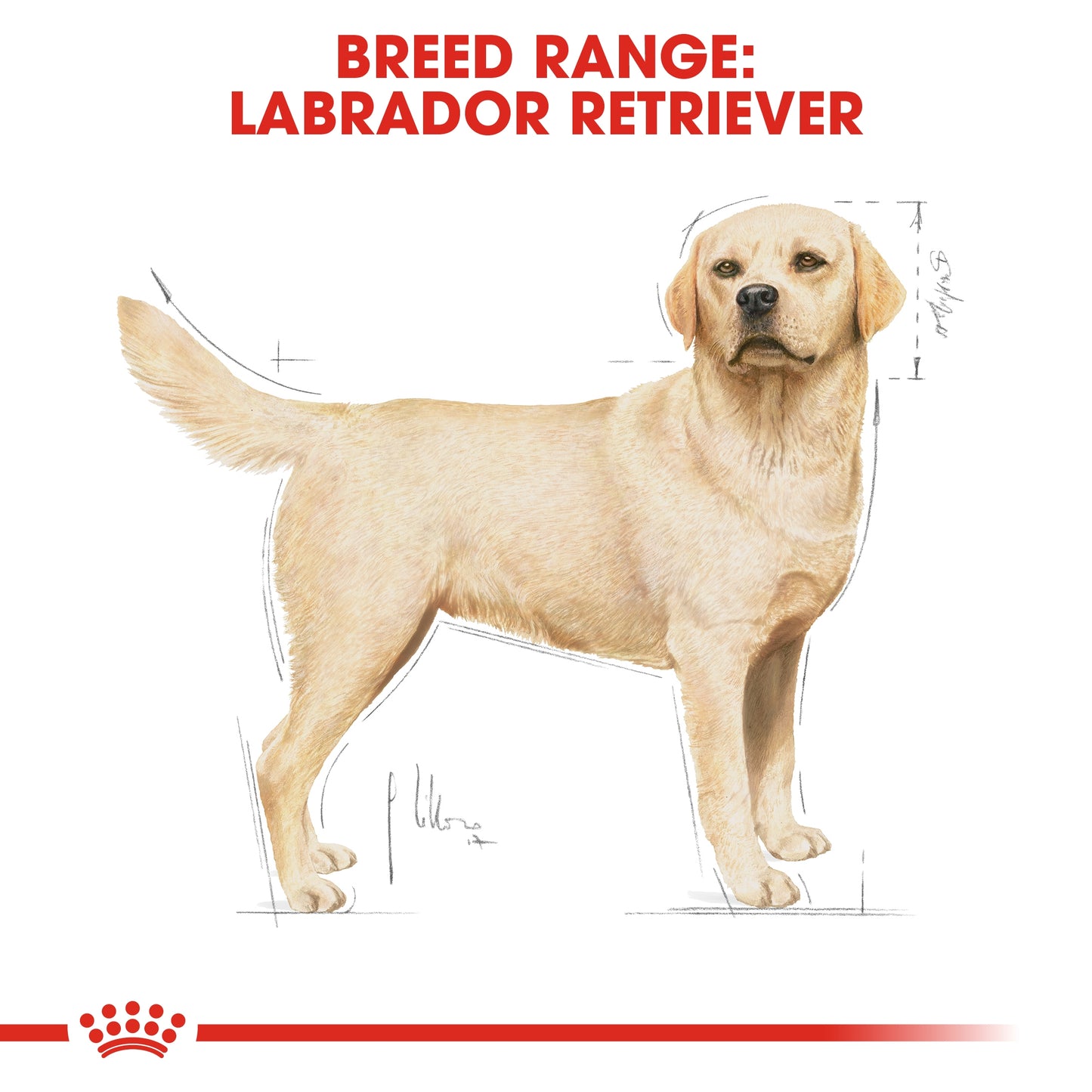 Royal Canin Breed Health Nutrition Labrador Adult Dry food 12kg