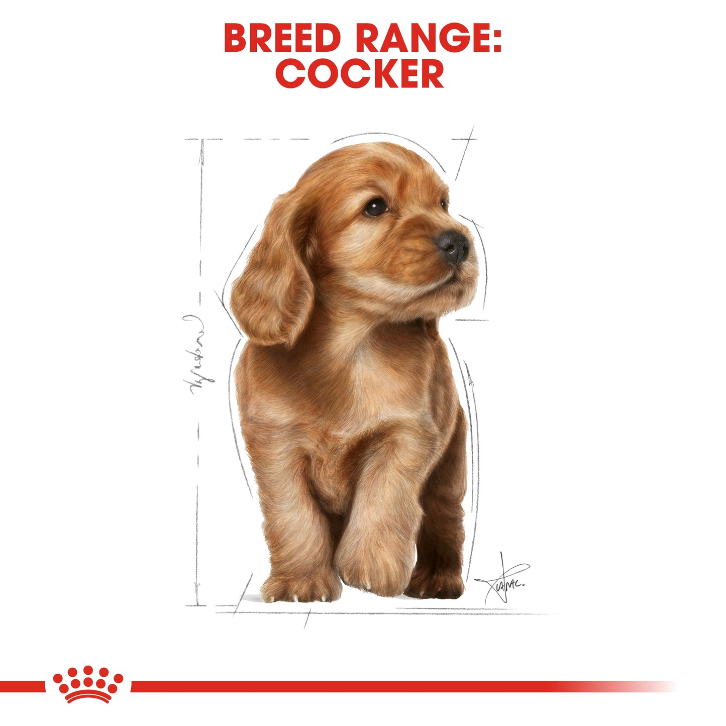 Royal Canin Breed Health Nutrition Cocker Puppy Dry food 3kg